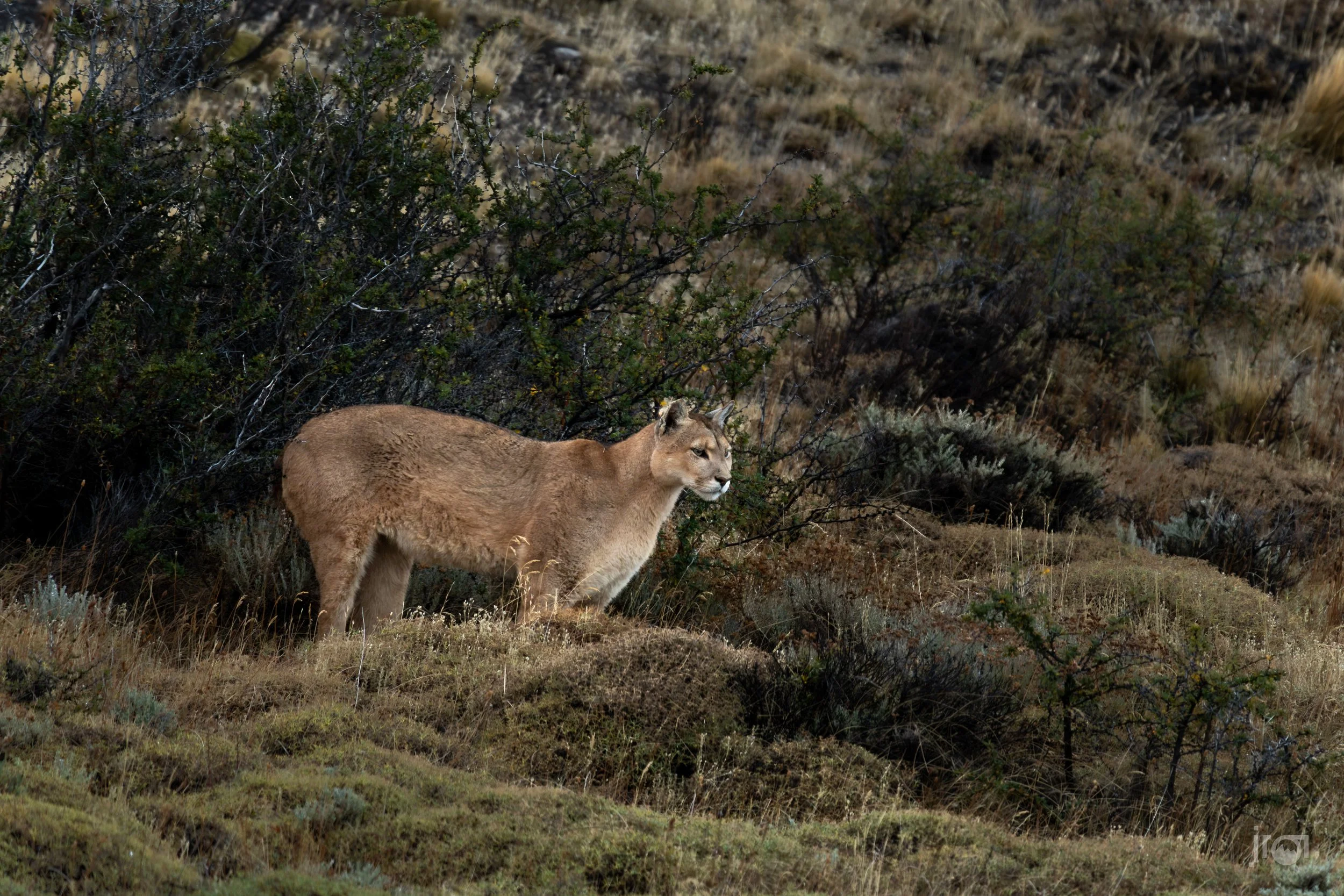 Torres del Paine_SD1_12042026-252.jpg