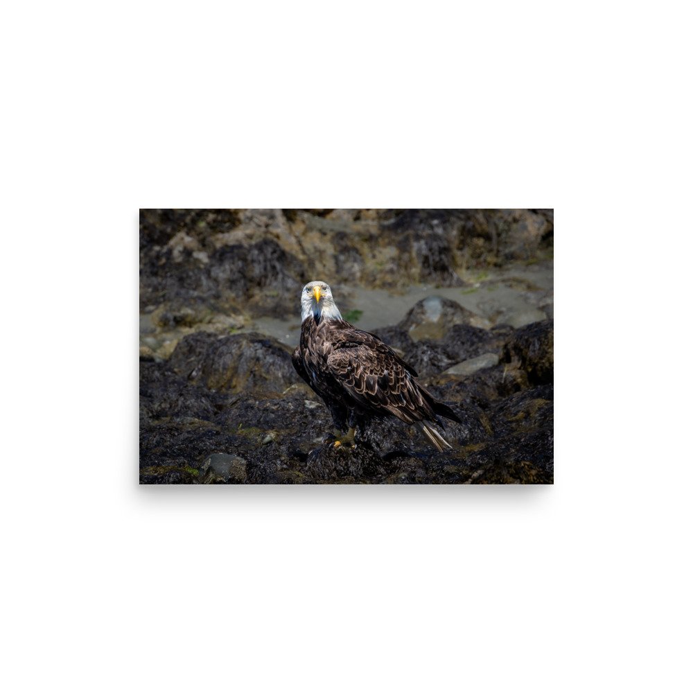 premium-luster-photo-paper-poster-(in)-12x18-front-664a2c707c578.jpg