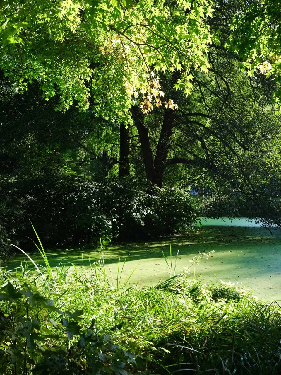 englischergarten.jpg