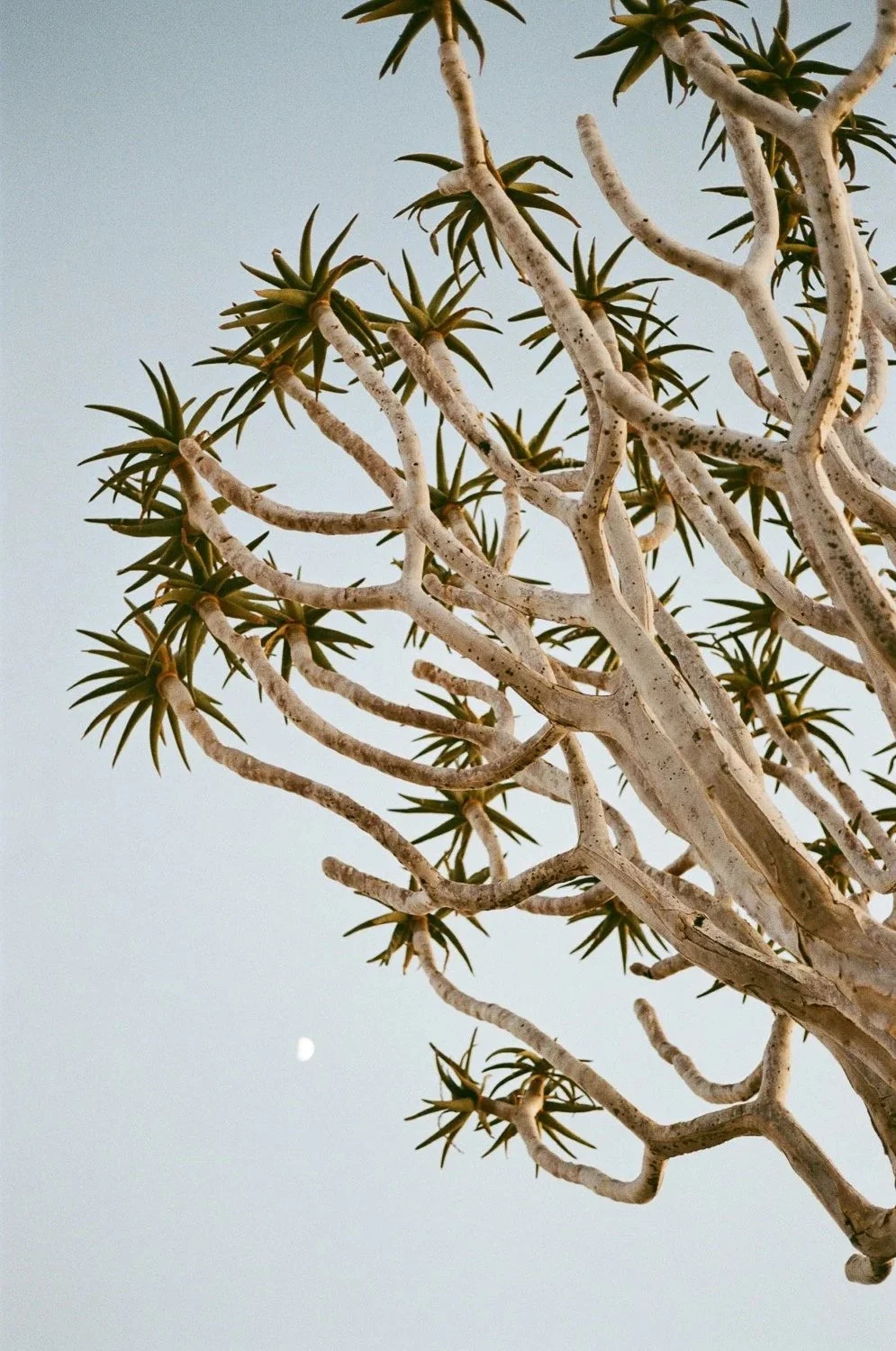 Rami di un albero con foglie strette e spinose, sotto un cielo sereno con la luna visibile.