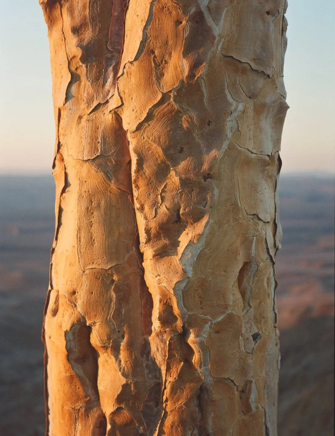Dettaglio di un tronco d'albero con corteccia spaccata sotto luce calda, sfondo paesaggio arido e cielo chiaro.
