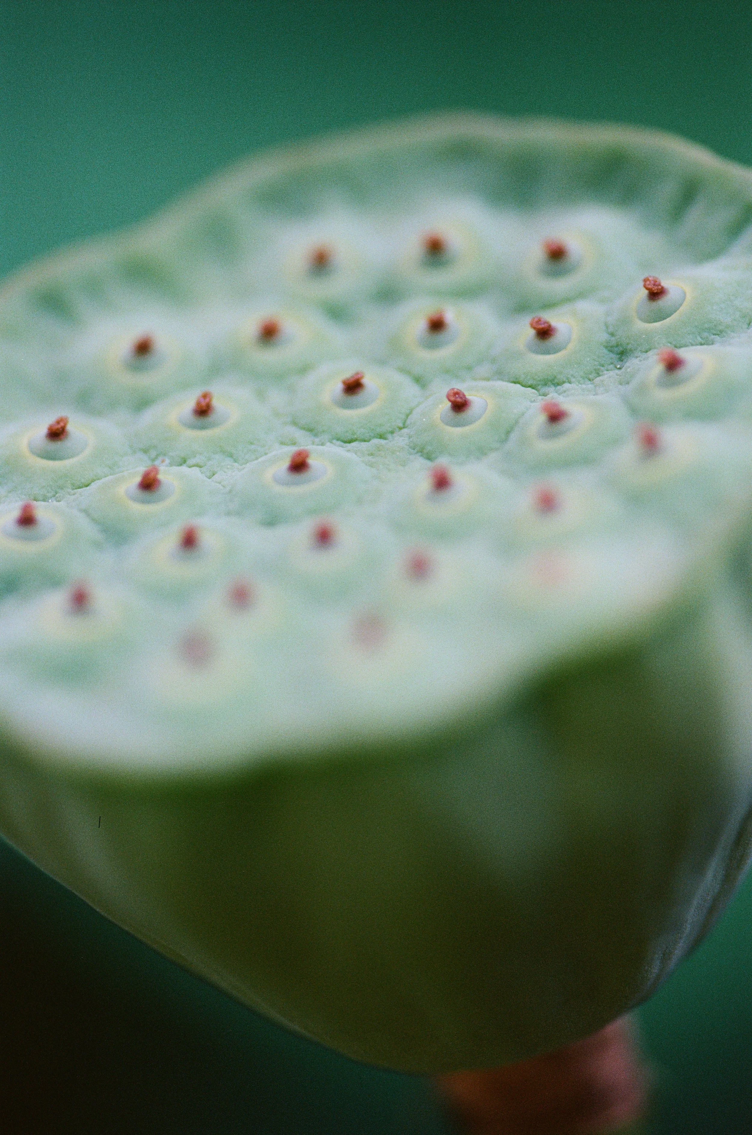 Dettaglio di una foglia di loto con semi evidenziati