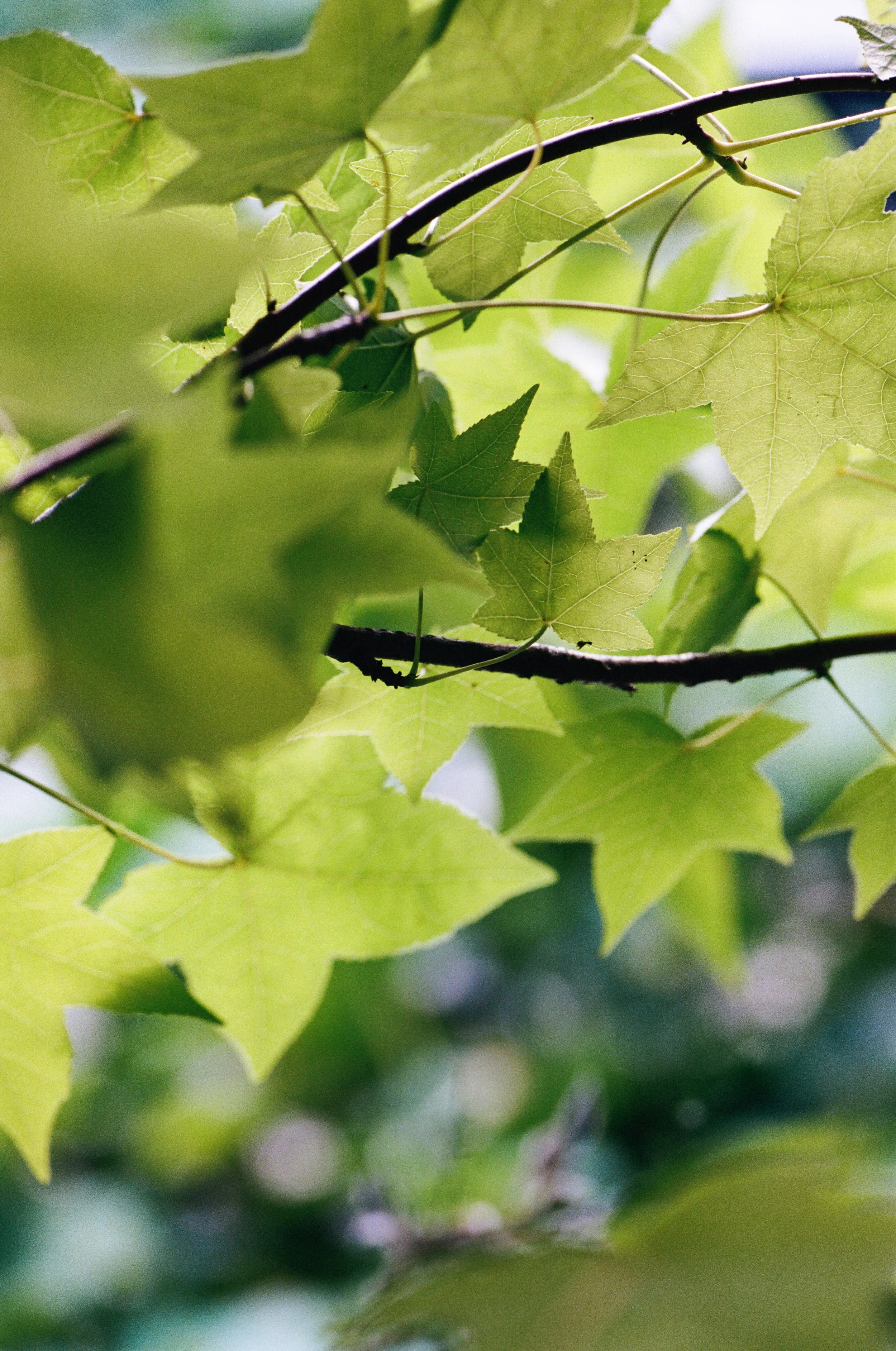 Foglie verdi di acero su rami
