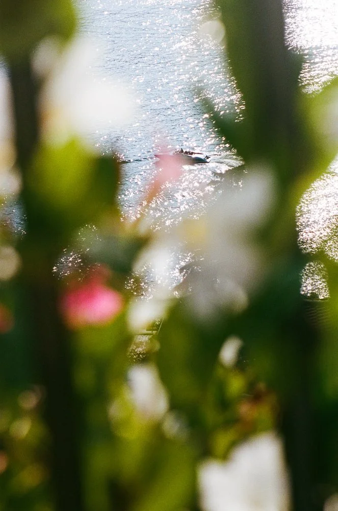 Il mare visto attraverso della vegetazione con fiori sfocati in primo piano, una barca si trova in acqua sotto la luce del sole.
