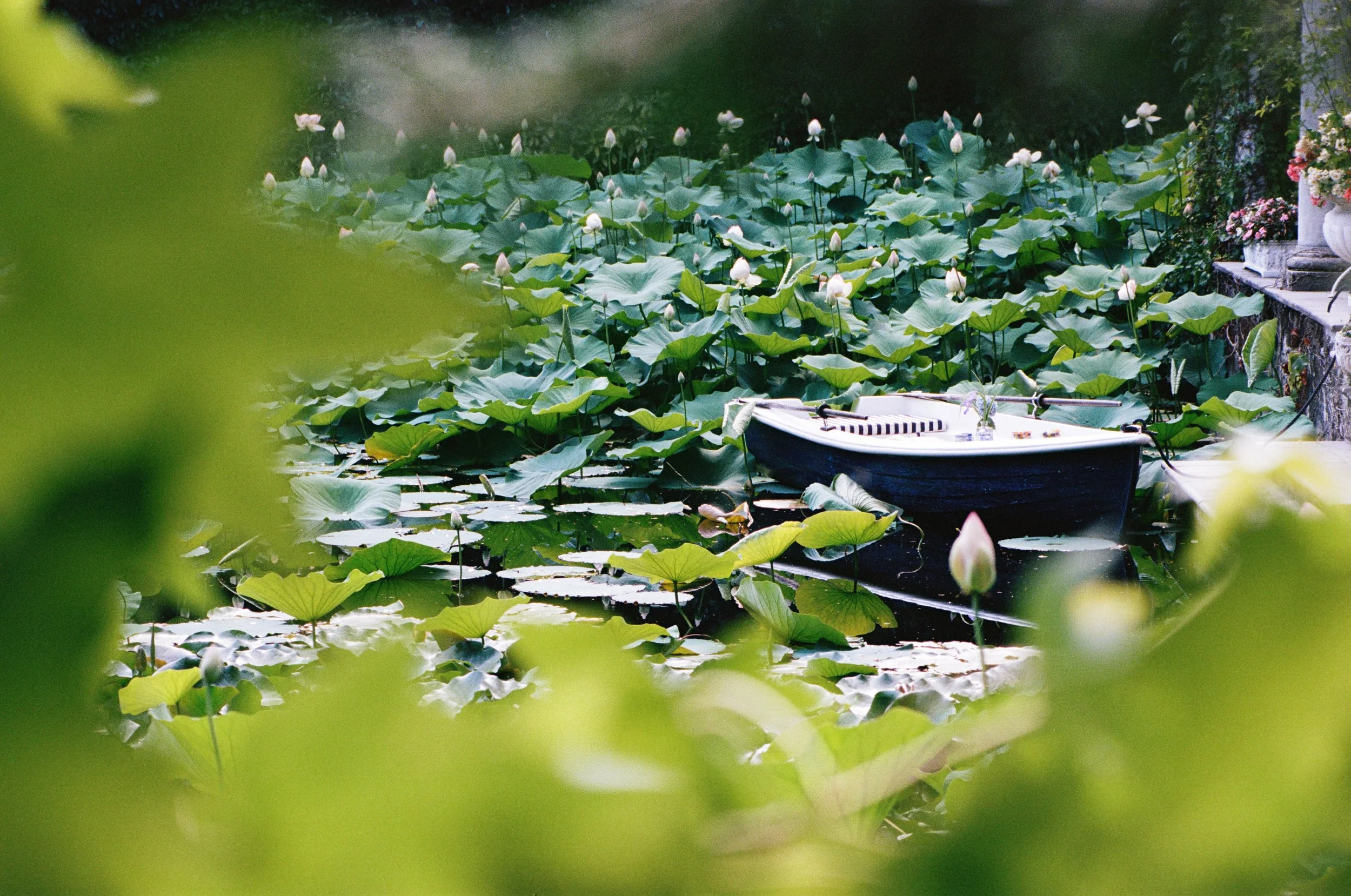 Immagine di un piccolo kayak nero con sedili a righe bianche e nere, ancorato tra le foglie di ninfee bianche con fiori in fiore, lungo un canale circondato da vegetazione e un muro decorato con vasi di fiori.