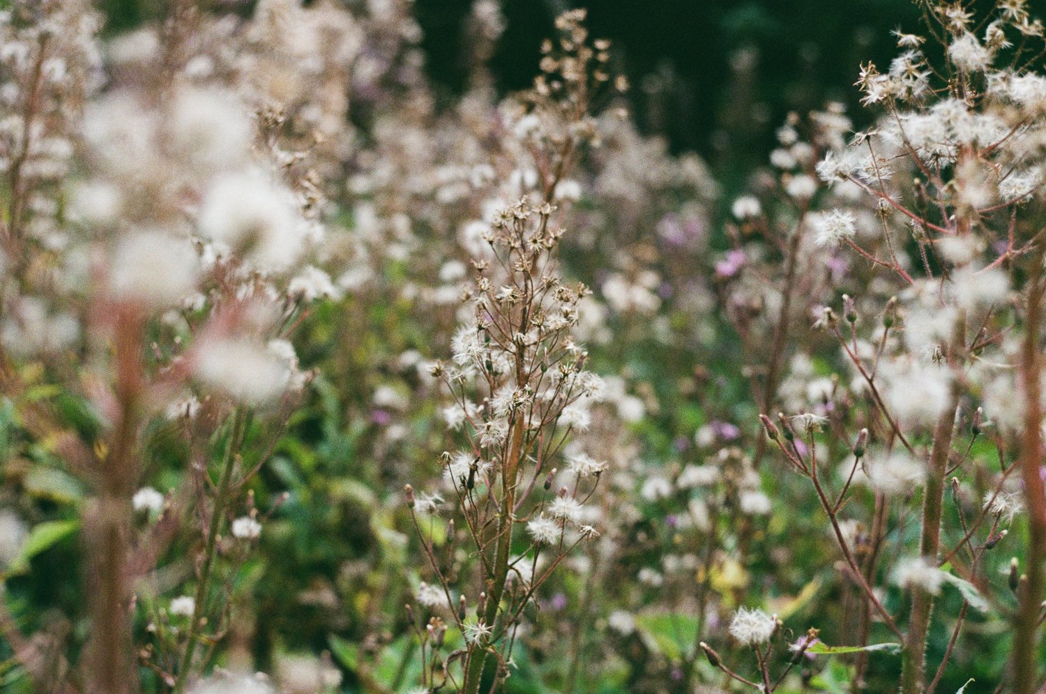Campi di piante con fiori bianchi e foglie verdi sfocate sullo sfondo.