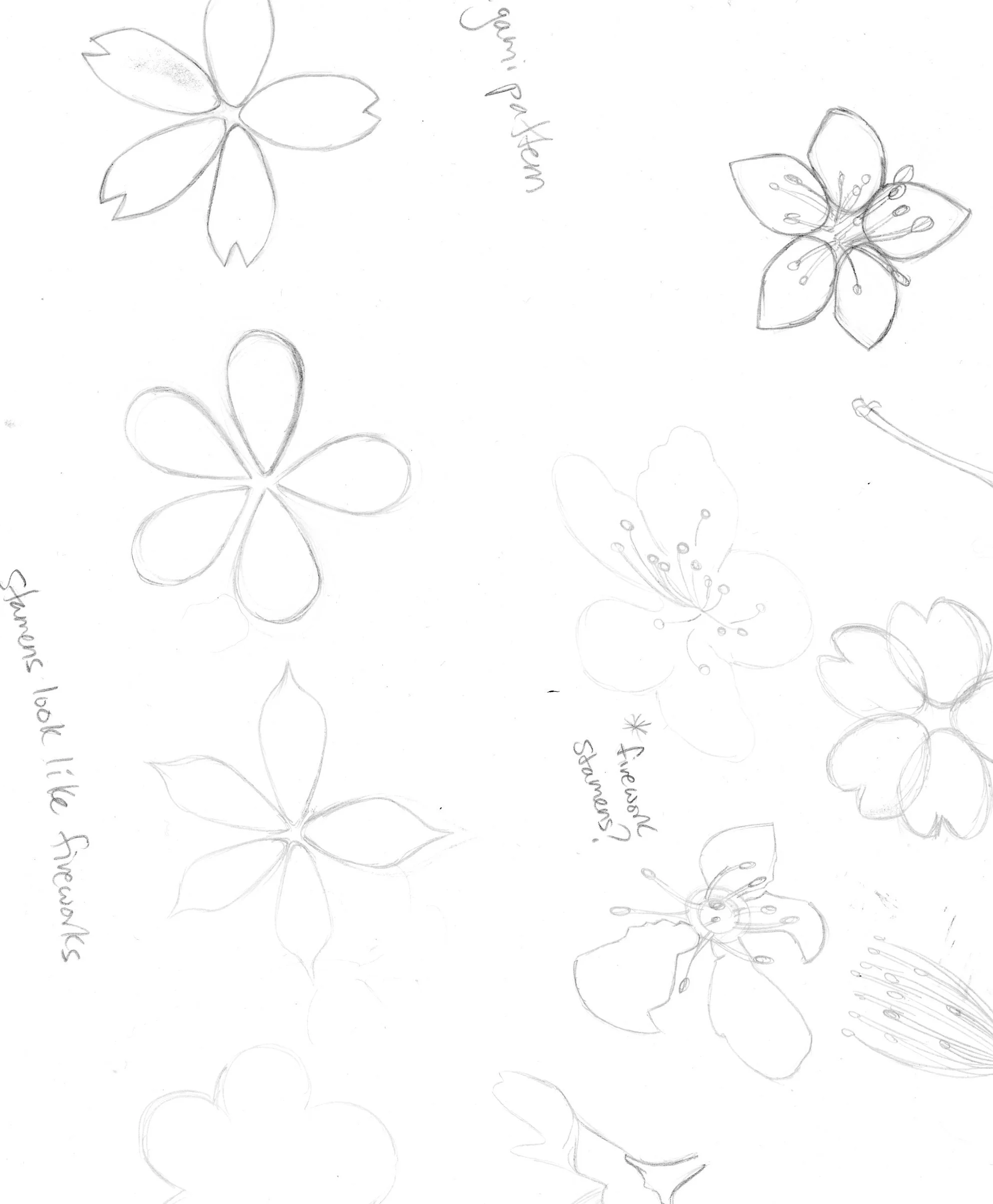 Pencil sketch of Cherry Blossoms and flower petals.