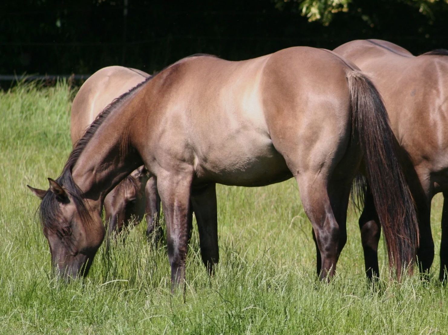 Epona Tivio führt Poco Bueno/King und Leo Blut, für ein Pferd mit Cutting-/Reiningabstammung zeigt sie eine überdurchschnittliche Größe und ist ein sportlicher Gewichtsträger