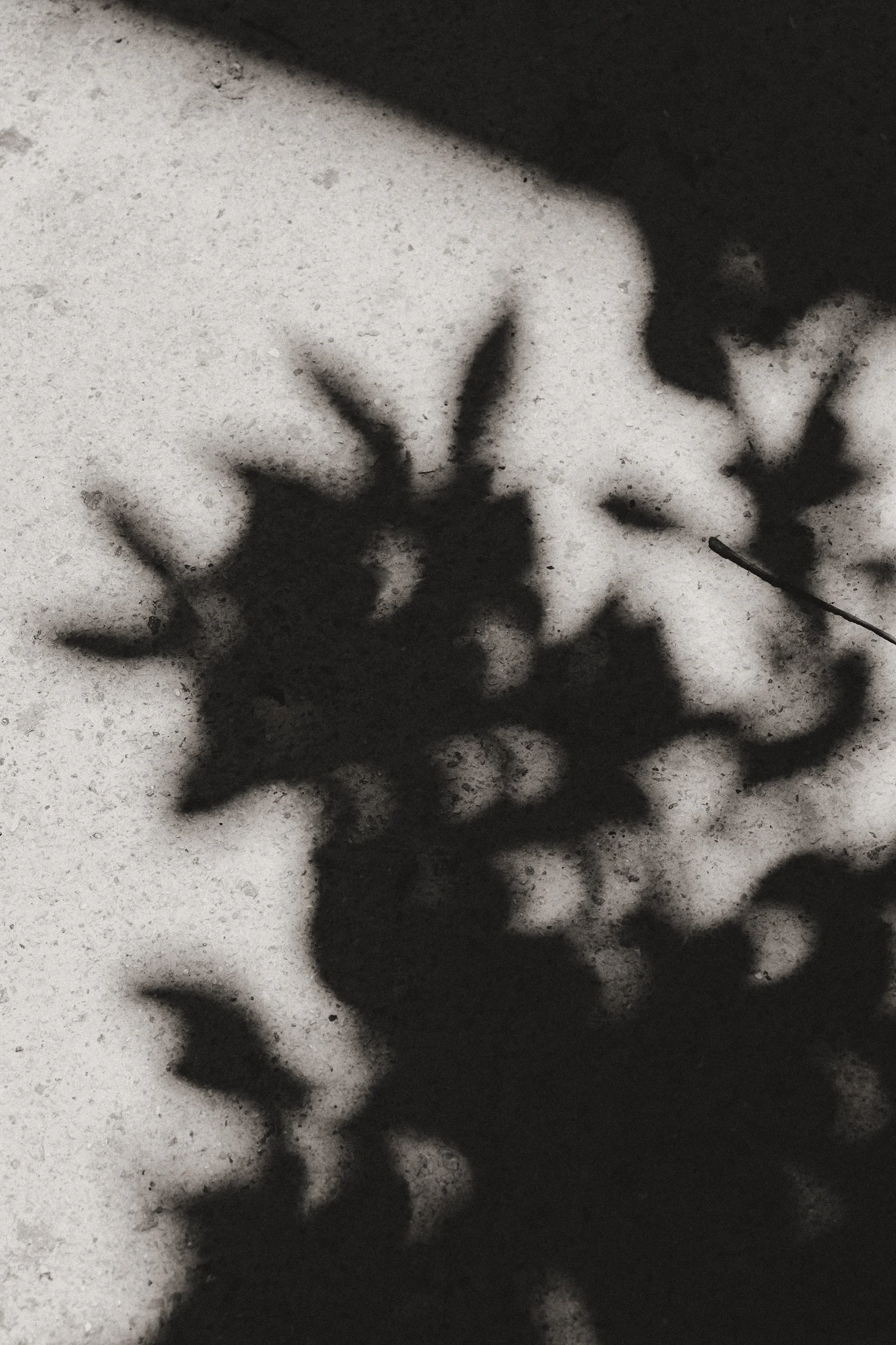 Abstract conceptual black and white photograph of the komorebi effect during an eclipse, where light filtered through leaves casts botanical shadows with crescent moon patterns.