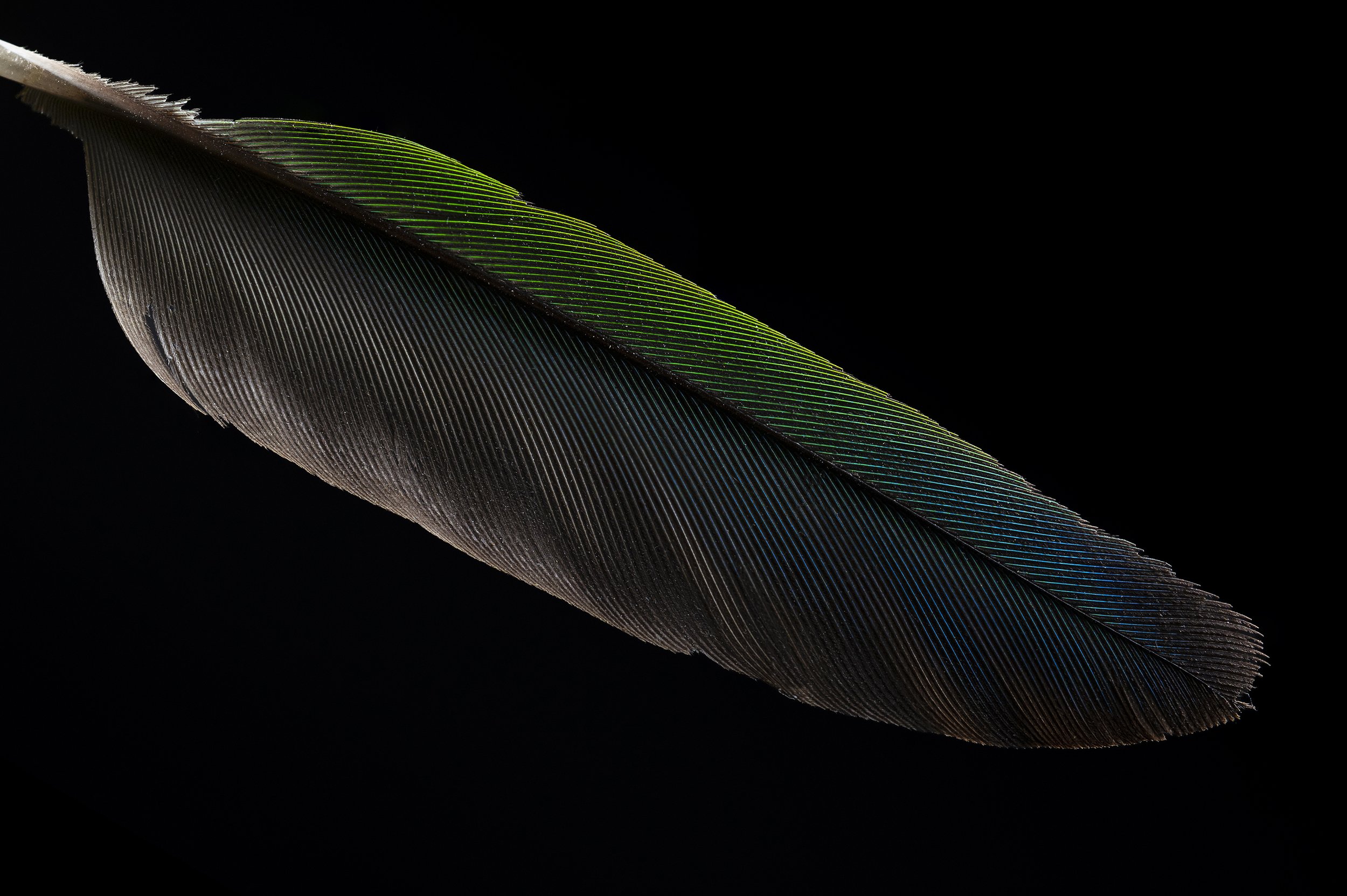 Macro fine art photograph of a solitary feather displaying iridescent green and blue hues against a deep black void, revealing intricate geometric patterns and organic complexity.