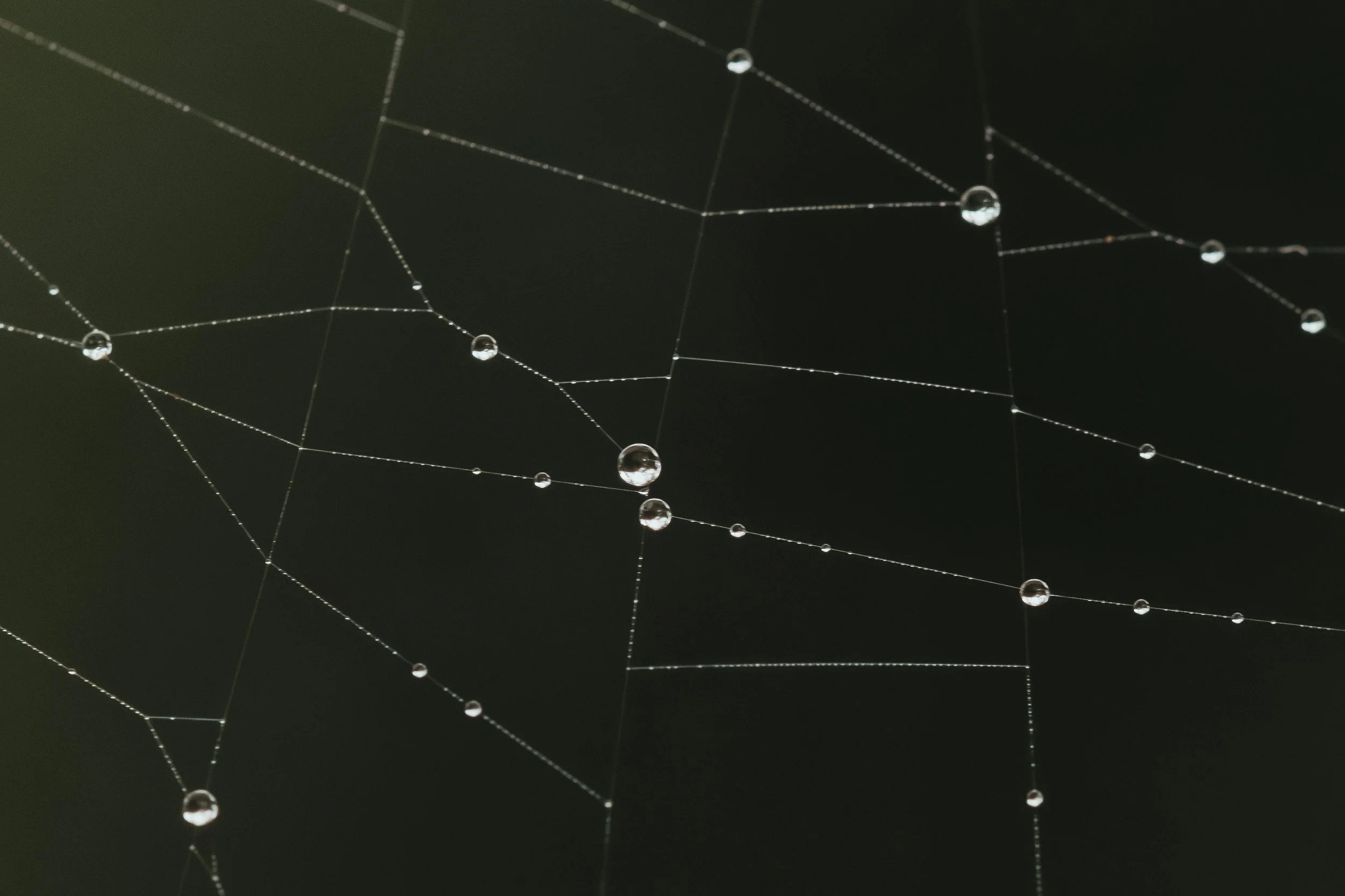 Macro photograph of geometric spiderweb threads with water drops against a dark background.
