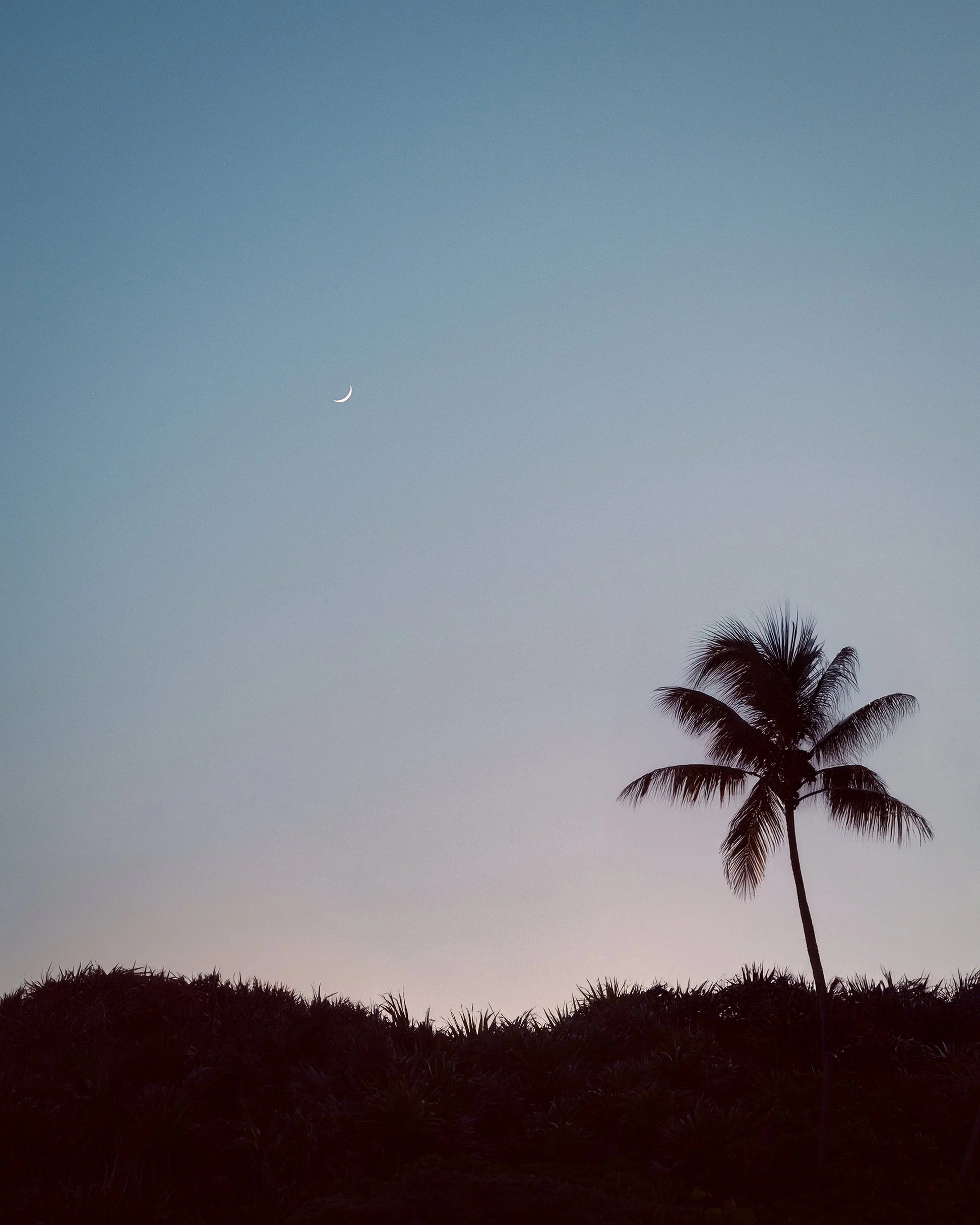 Minimalist landscape photograph showing the silhouette of a palm tree against a twilight sky and a crescent moon.