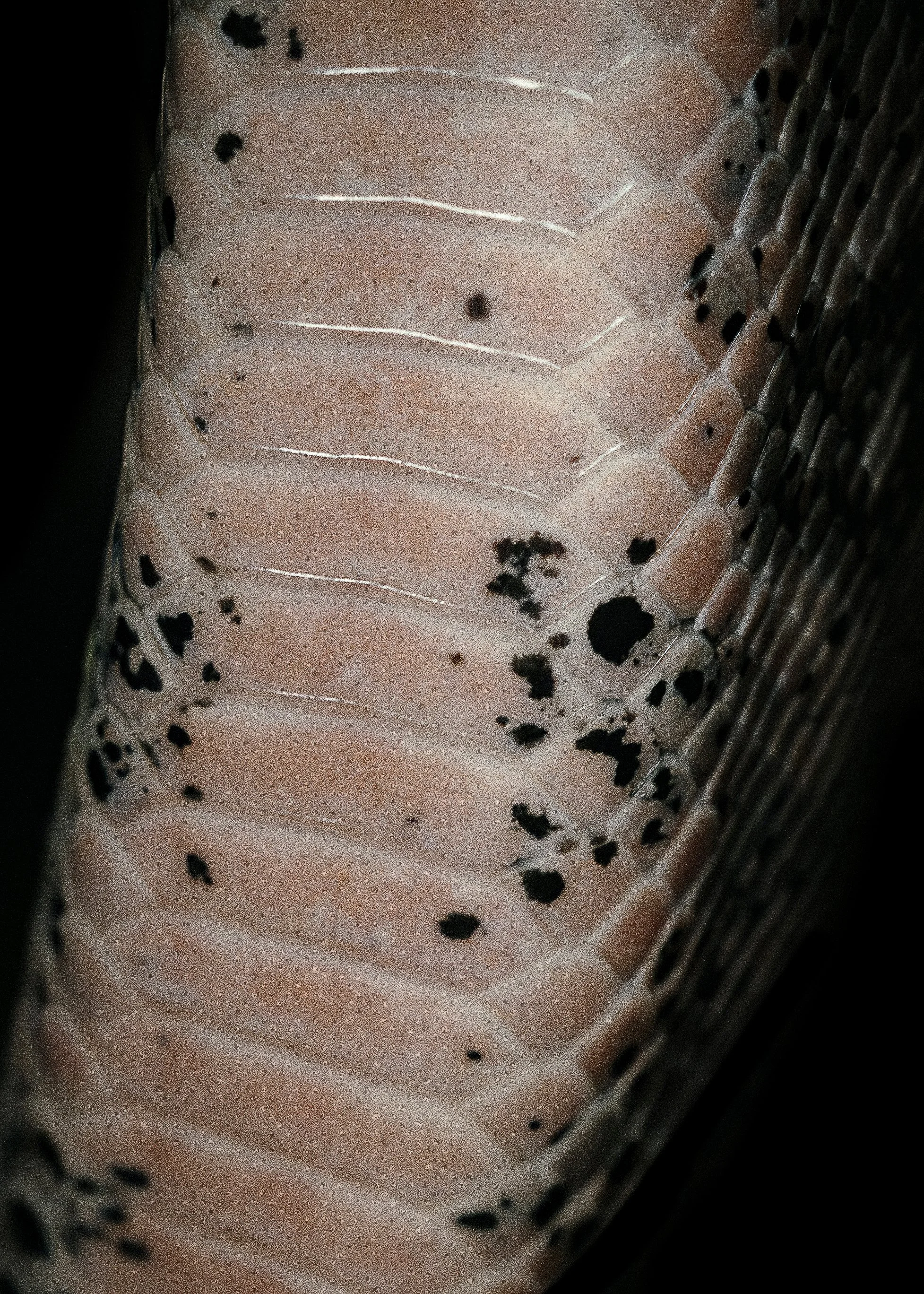 Fotografía macro de las escamas y el patrón de la piel de una serpiente.