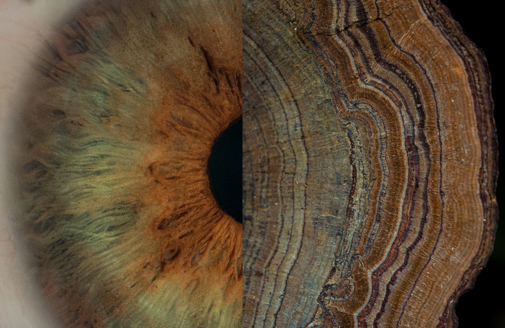 Conceptual diptych contrasting a macro shot of a human iris with the concentric rings of a mushroom.
