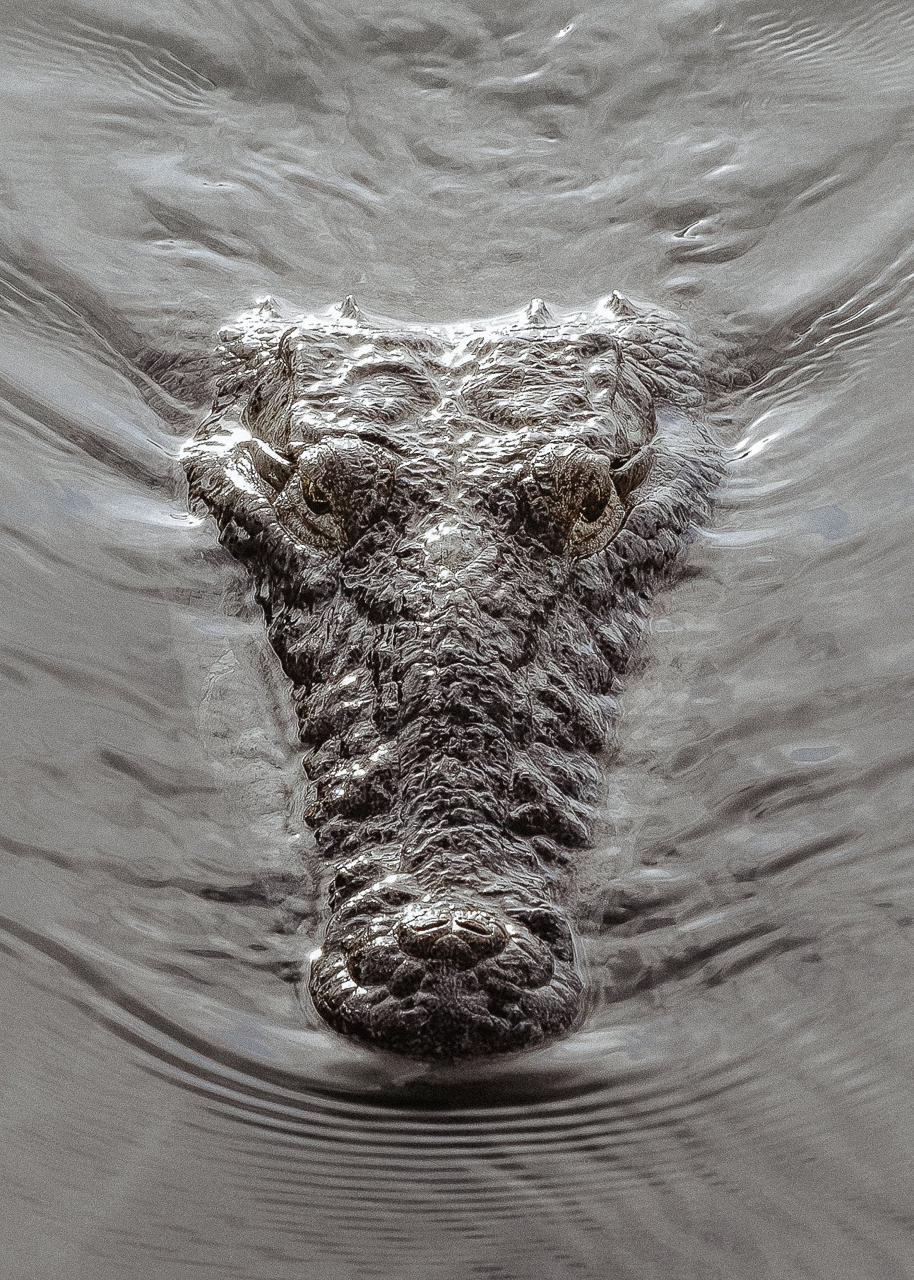 Fotografía cenital detallada de la cabeza de un cocodrilo asomándose en la superficie del agua.