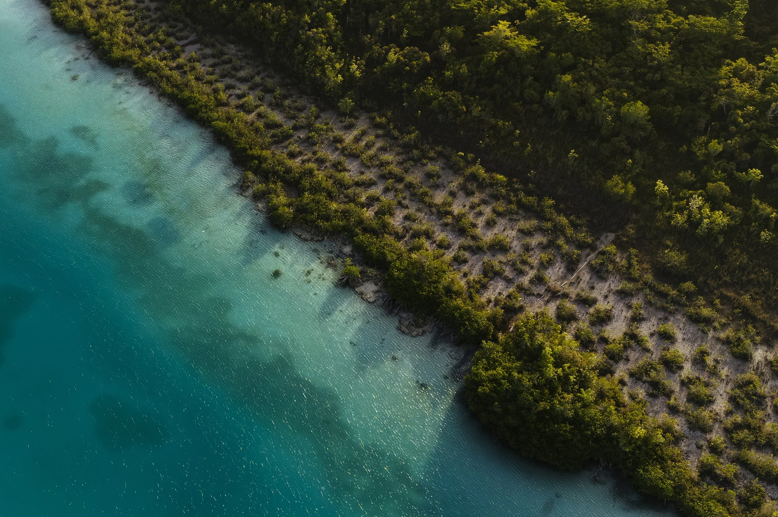 Top-down fine art aerial photograph of a turquoise coastline meeting dense green mangroves, capturing natural fractal patterns and the profound contrast between land and water.