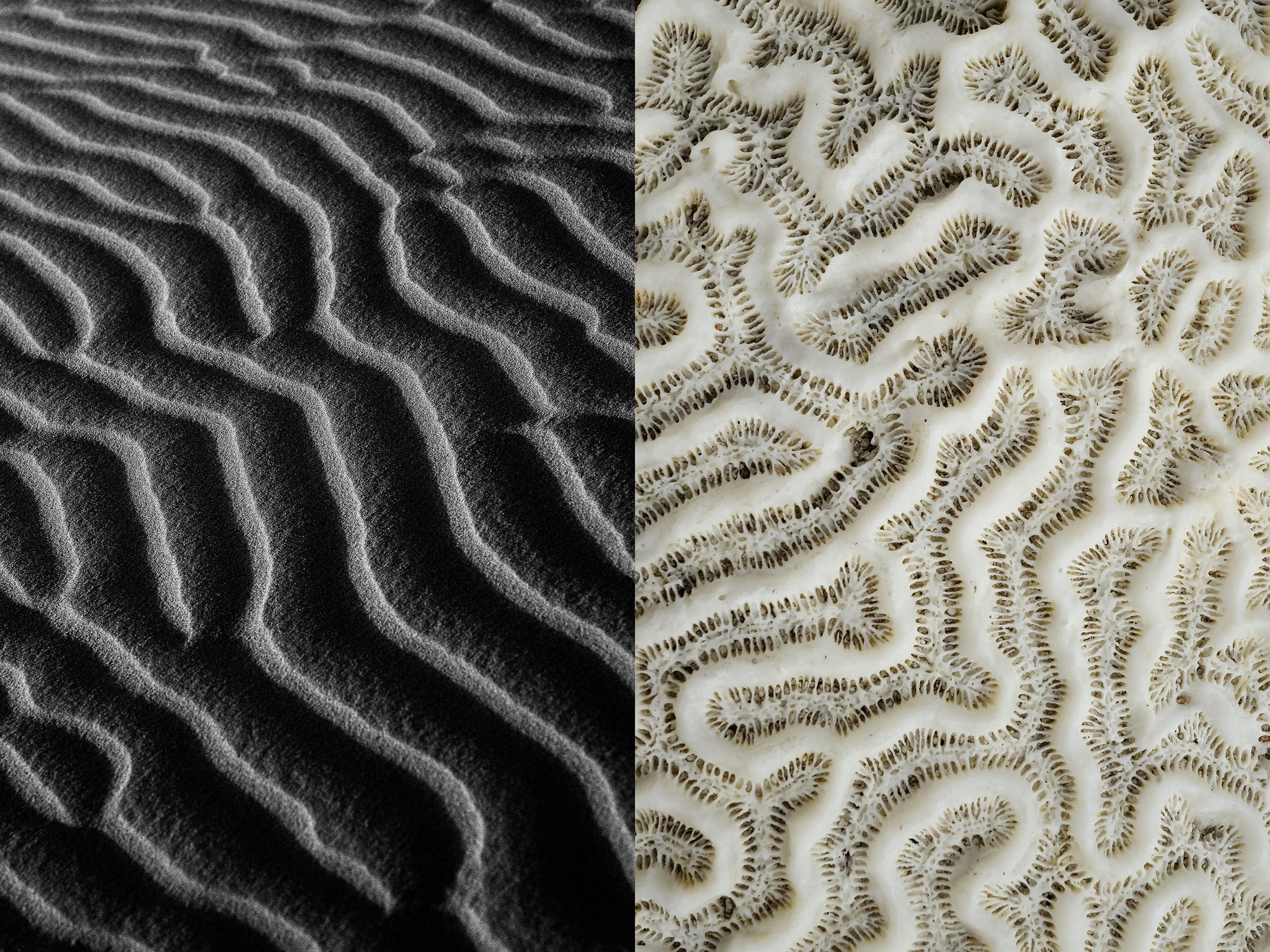 Conceptual diptych juxtaposing the undulating textures of a dark sand dune with the white geometric patterns of a coral.