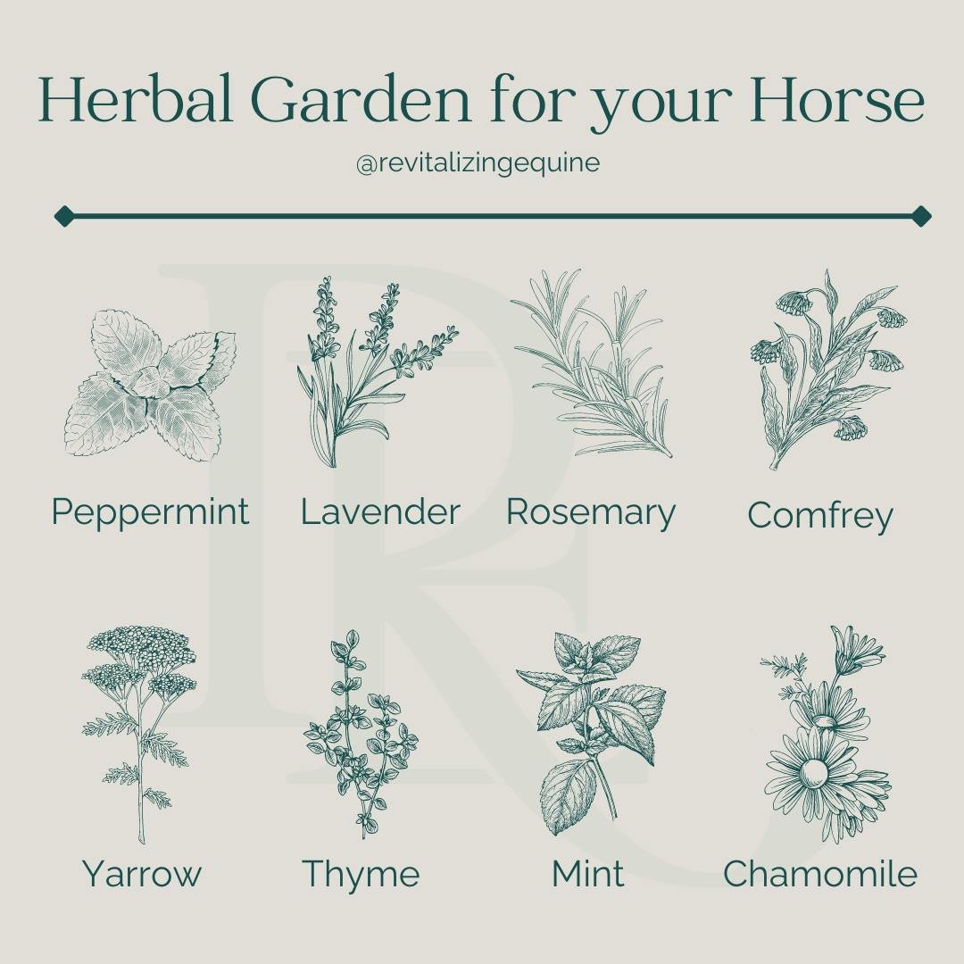 Planting season (at least for New England) is finally here. When thinking about what would be good for your garden, consider adding some horse-safe herbs.

Did you know each herb has a different effect on the body?

Make sure to consult with an equin