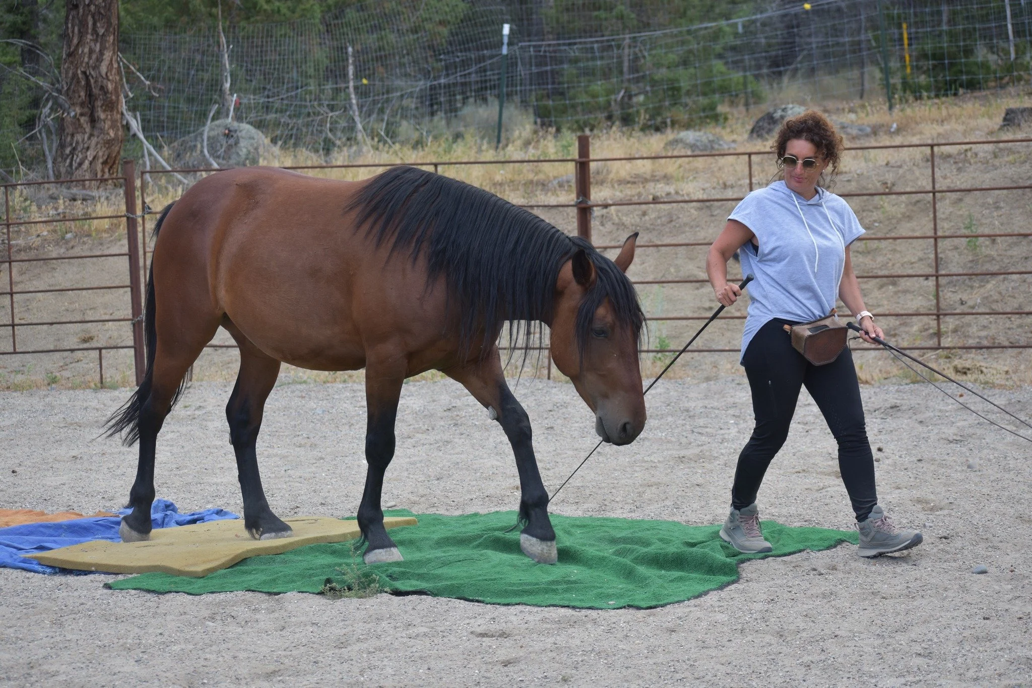 Liberty & Bridleless Clinic