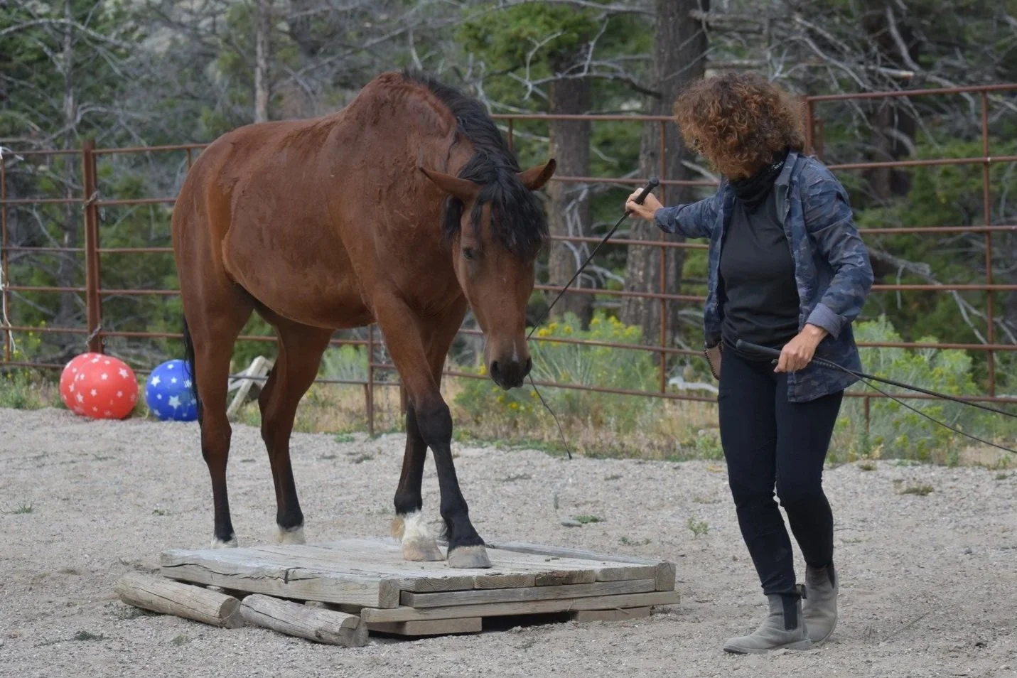 Liberty & Bridleless Clinic