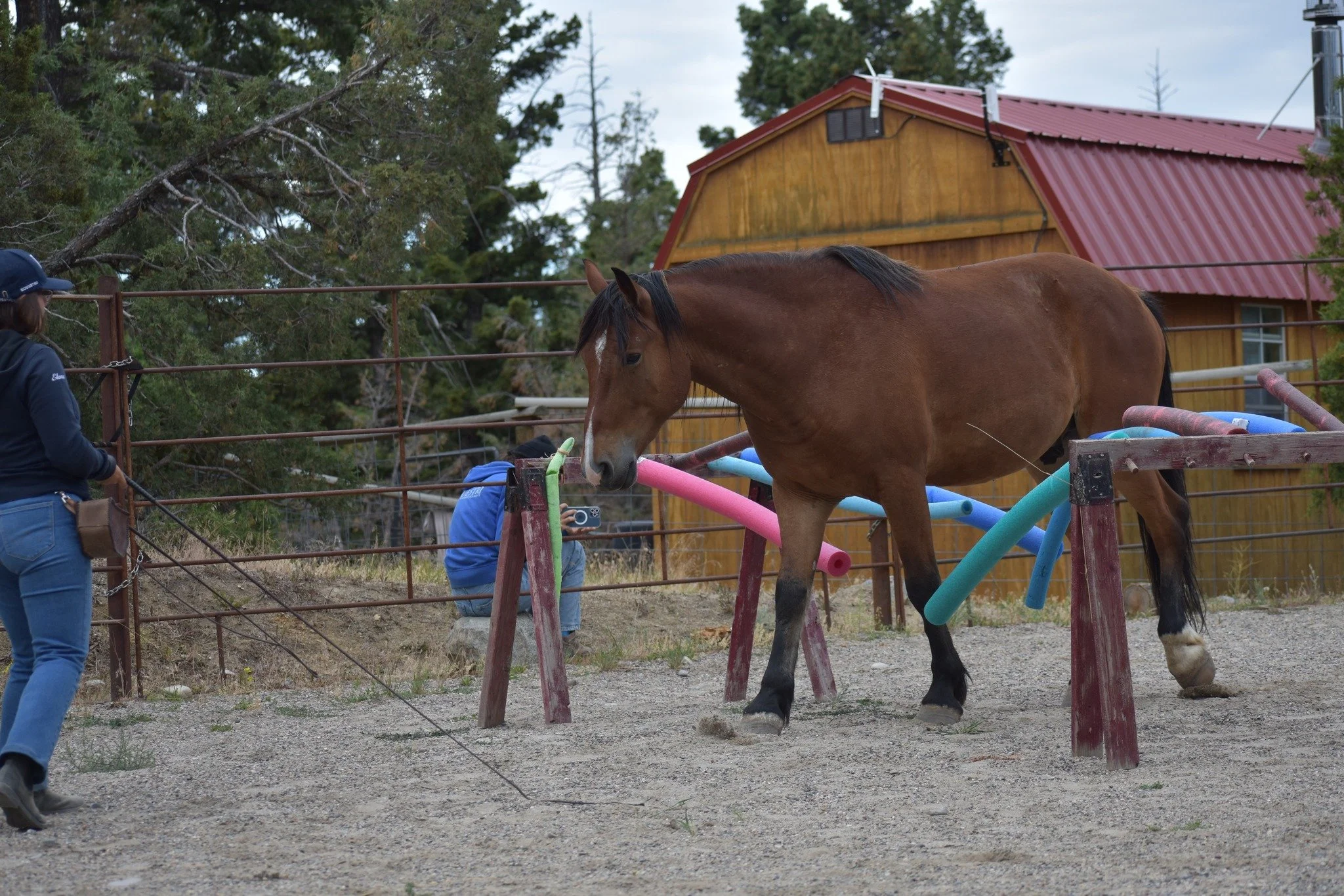 Liberty & Bridleless Clinic