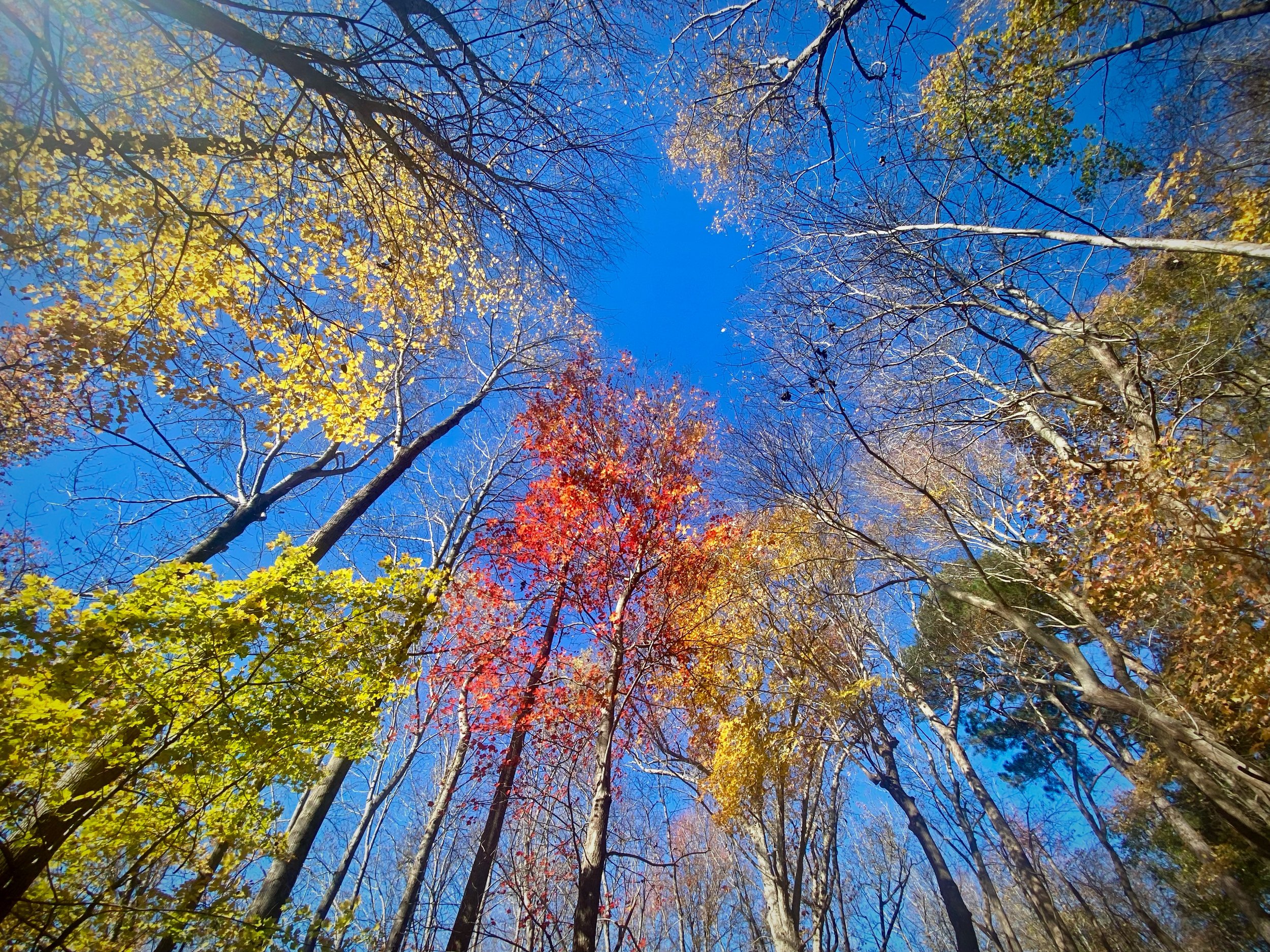fall trees.jpg