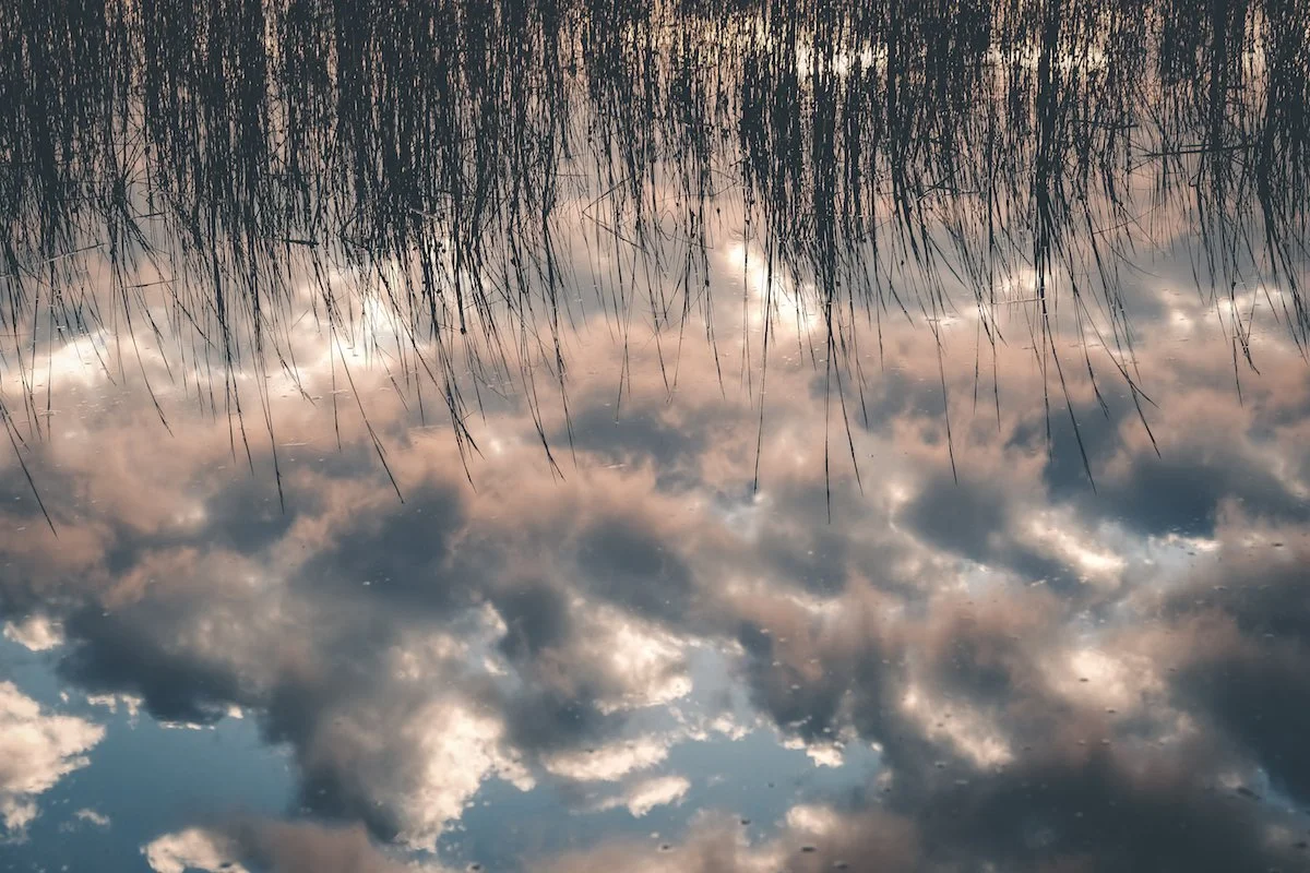 Marsh reflection