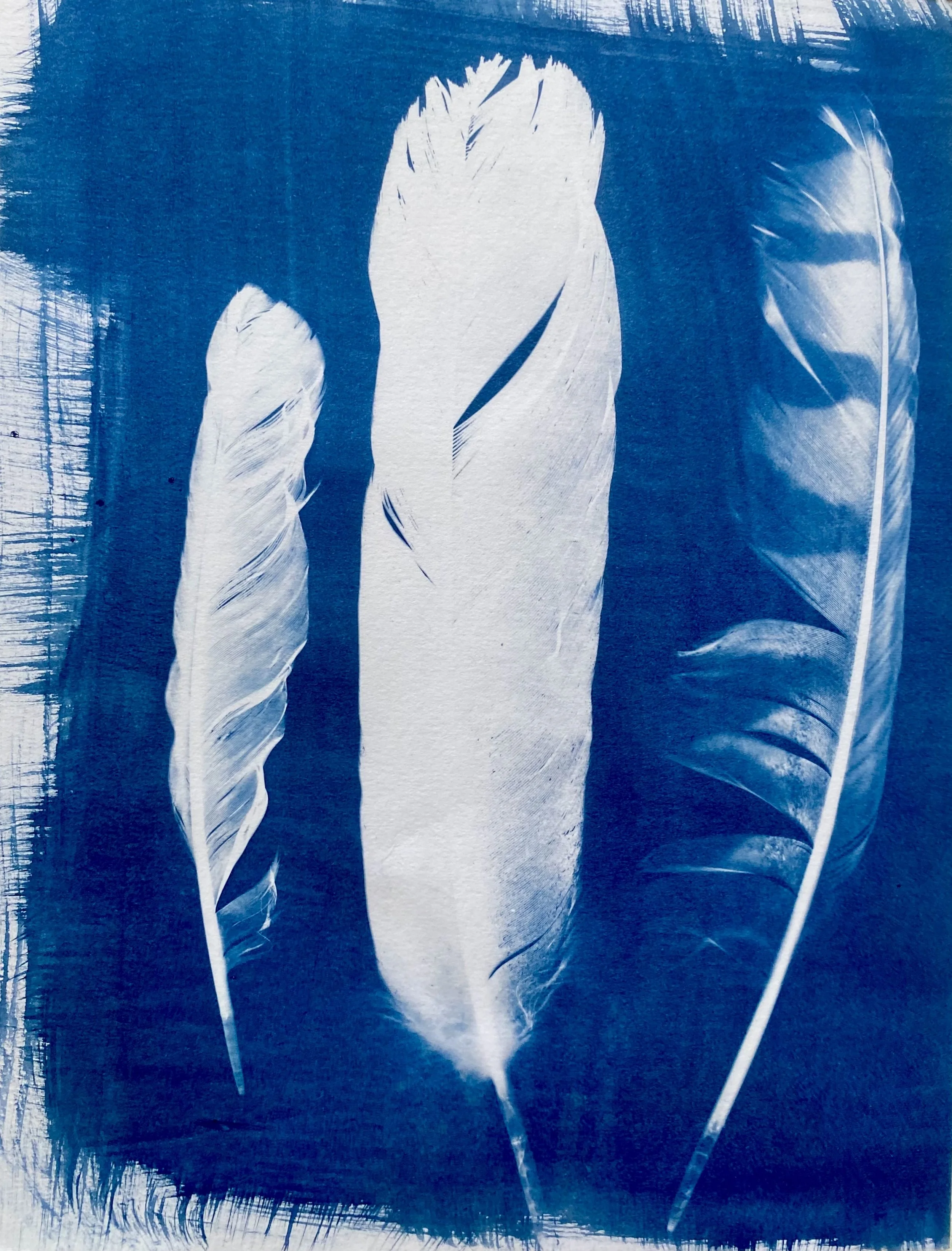 Cyanotypes of three white feathers on a blue background with visible brushstrokes.