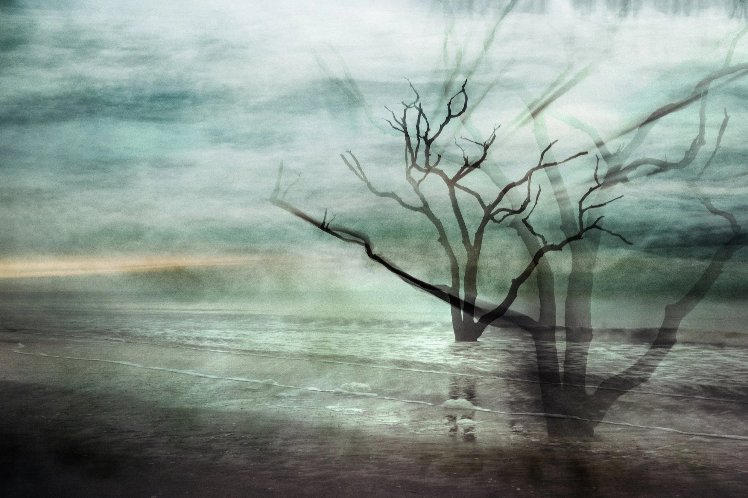 Edisto Island, intentional camera movement