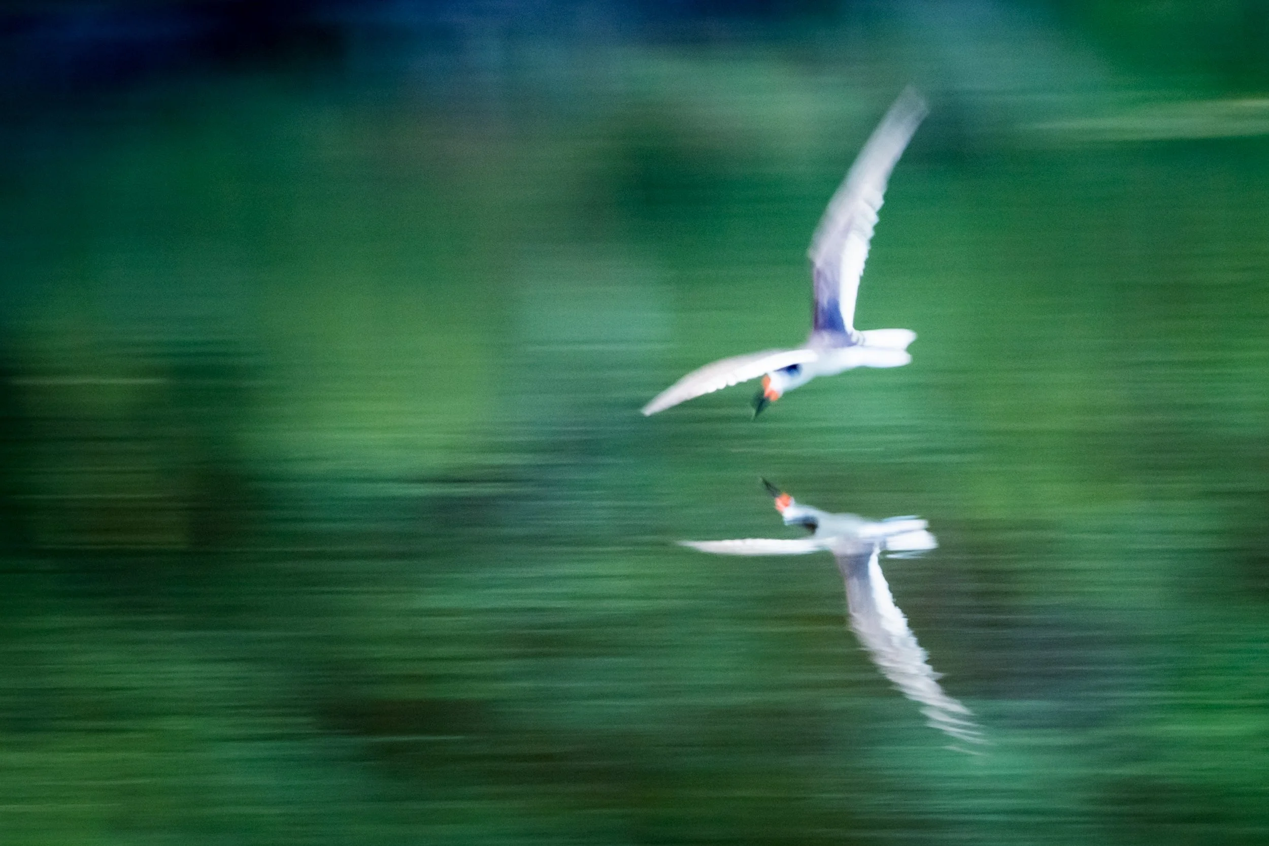 Skimmer at Jekyll Island pond