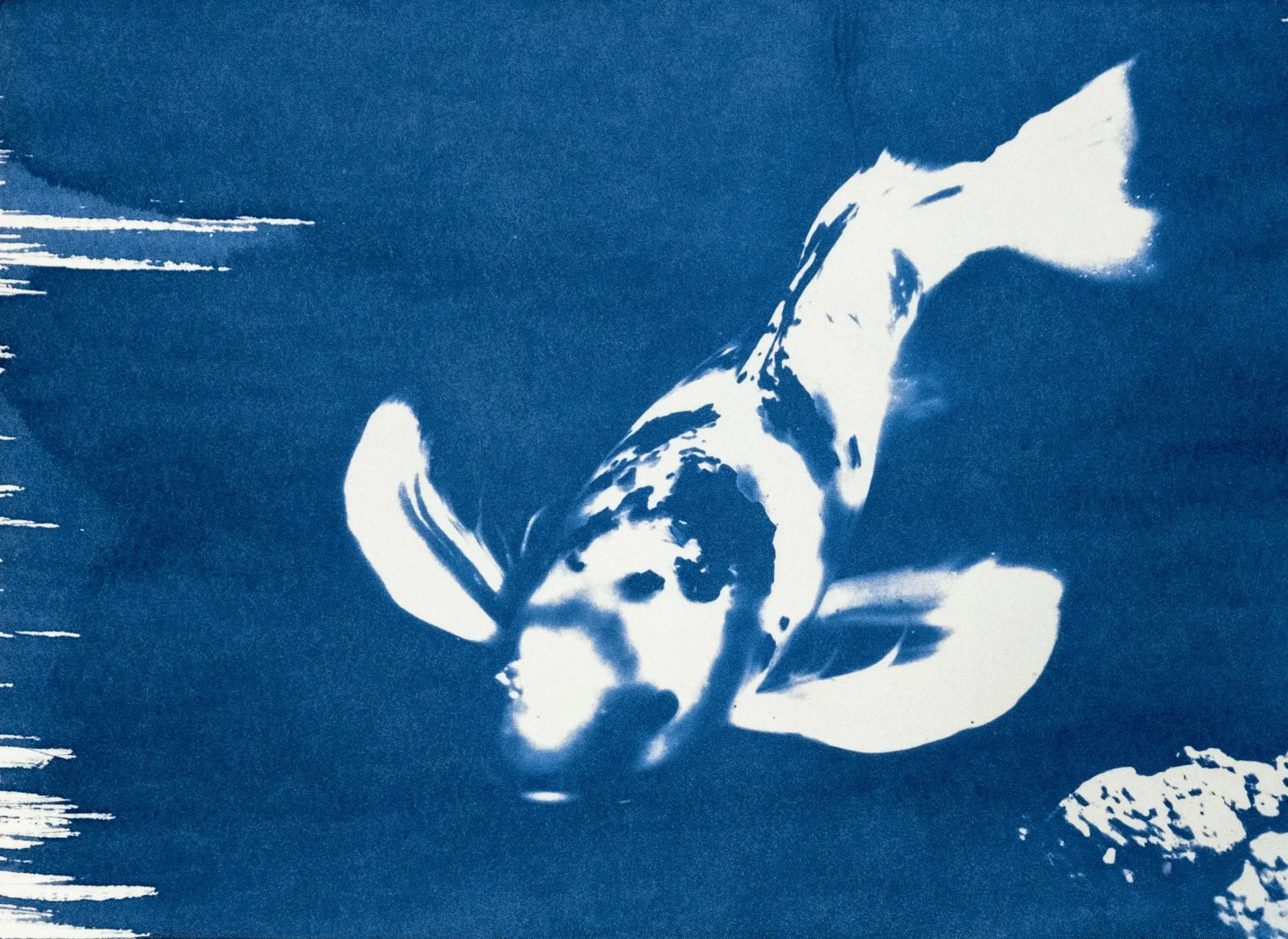 A stylized blue and white cyanotype of a koi fish swimming in water.