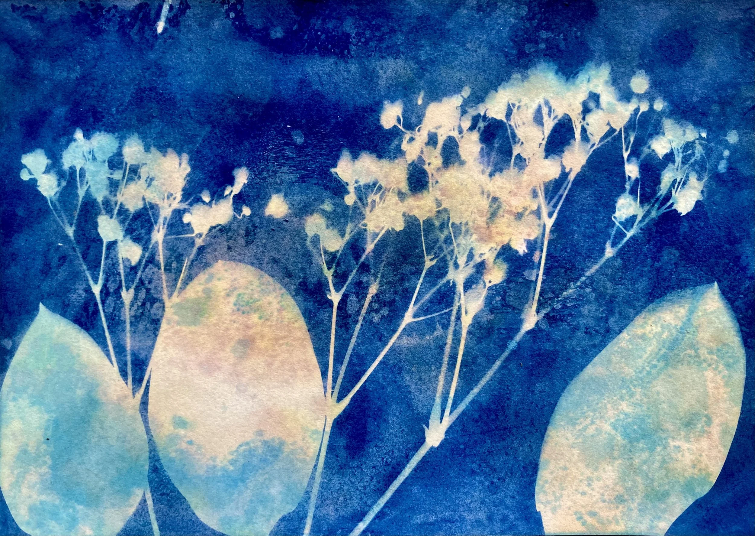 Cyanotype of white flowers with light green leaves against a dark blue background.