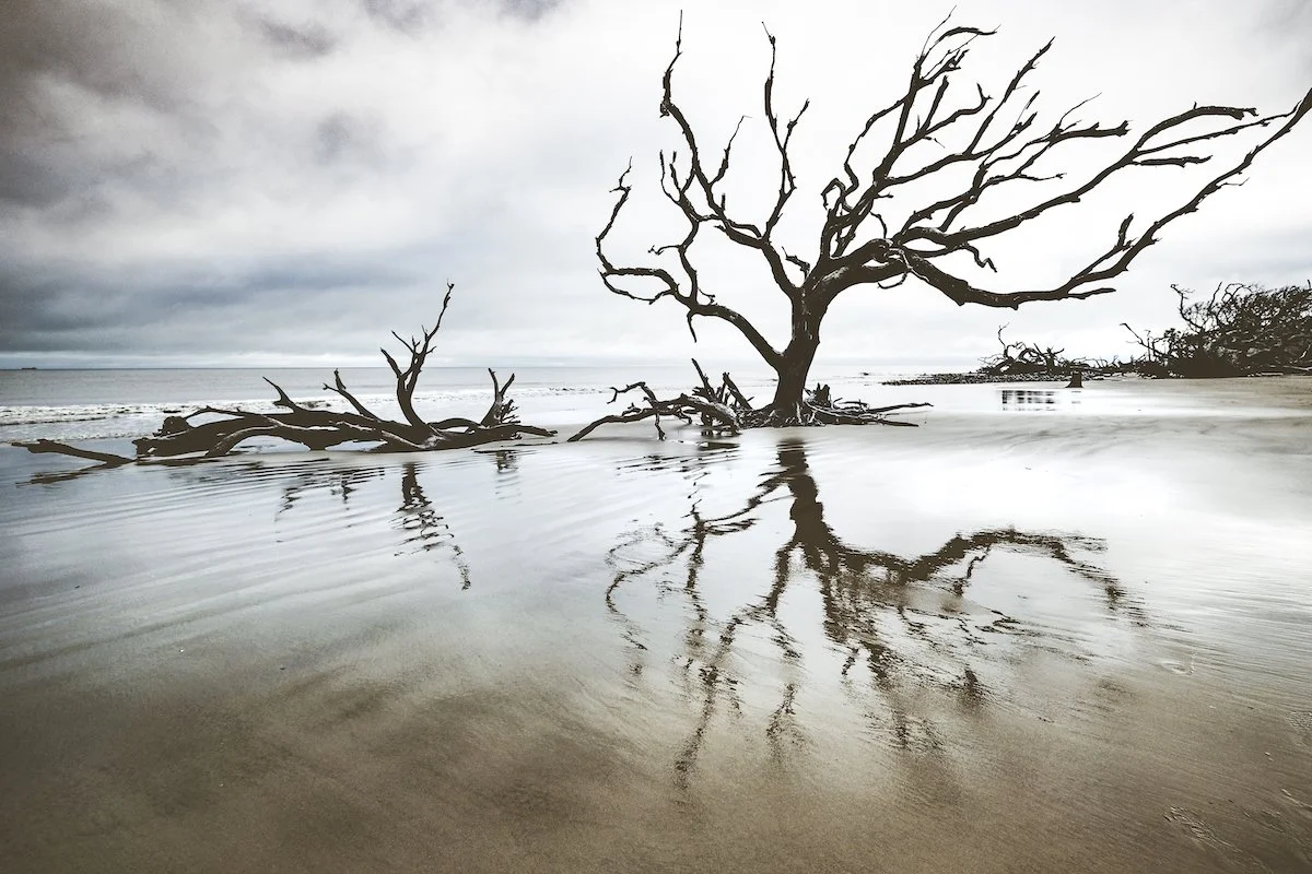 Cloudy Morning on Driftwood Beach I