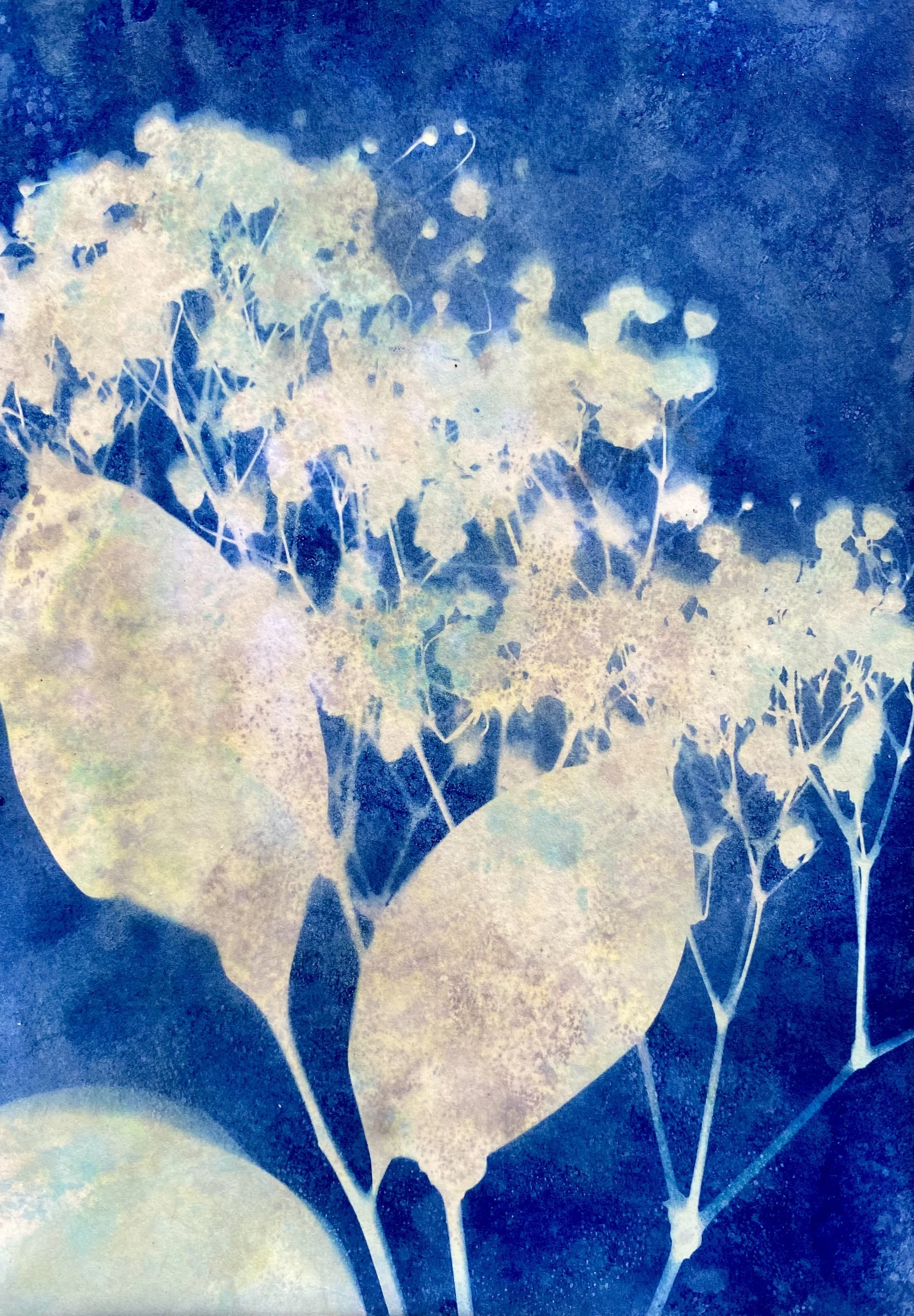 Cyanotype of white and pastel-colored flowers and leaves against a dark blue background.