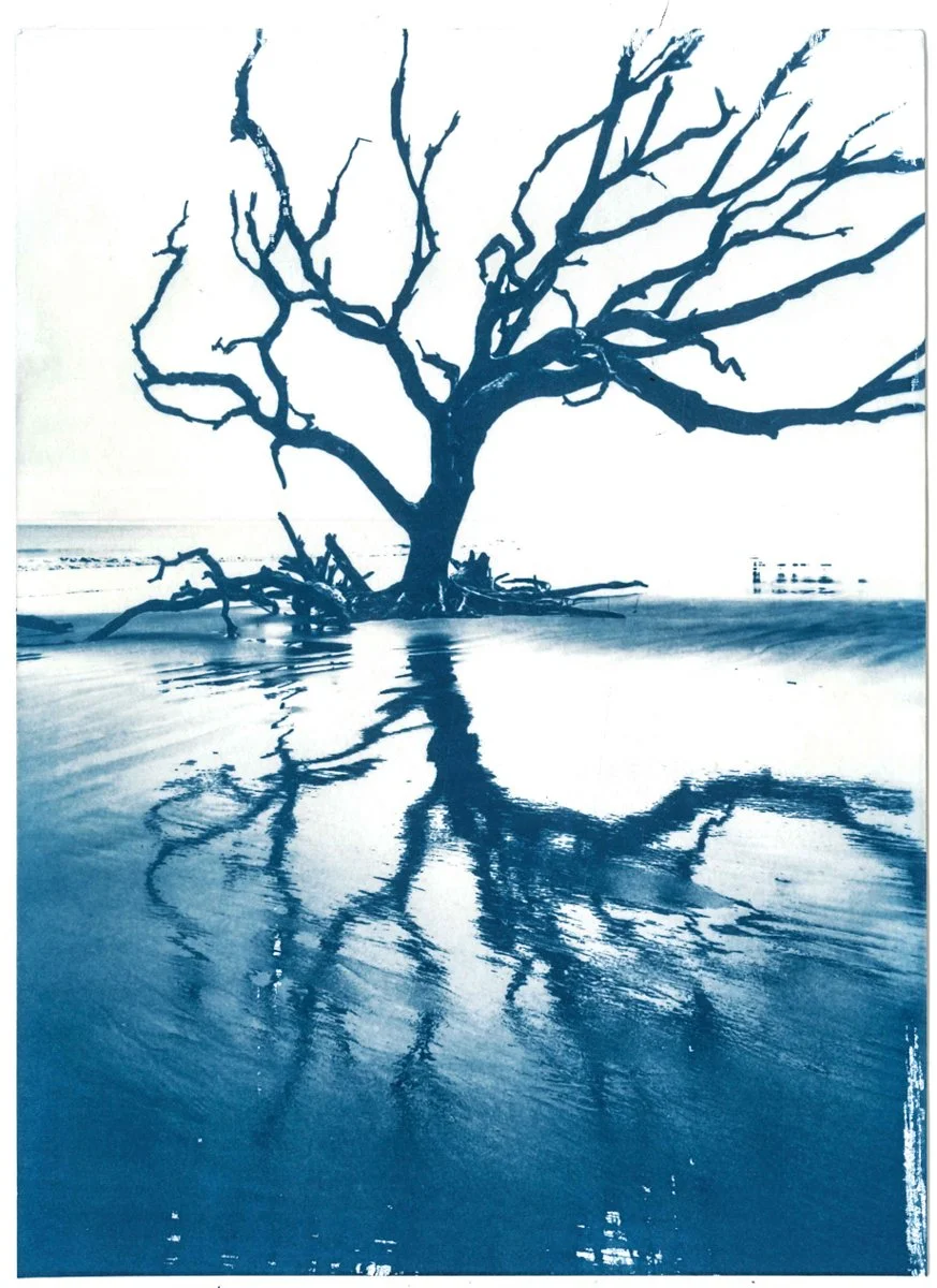 Blue and white cyanotype of a leafless tree partially submerged in water, with its reflection visible in water at a beach on Jekyll Island, Georgia.