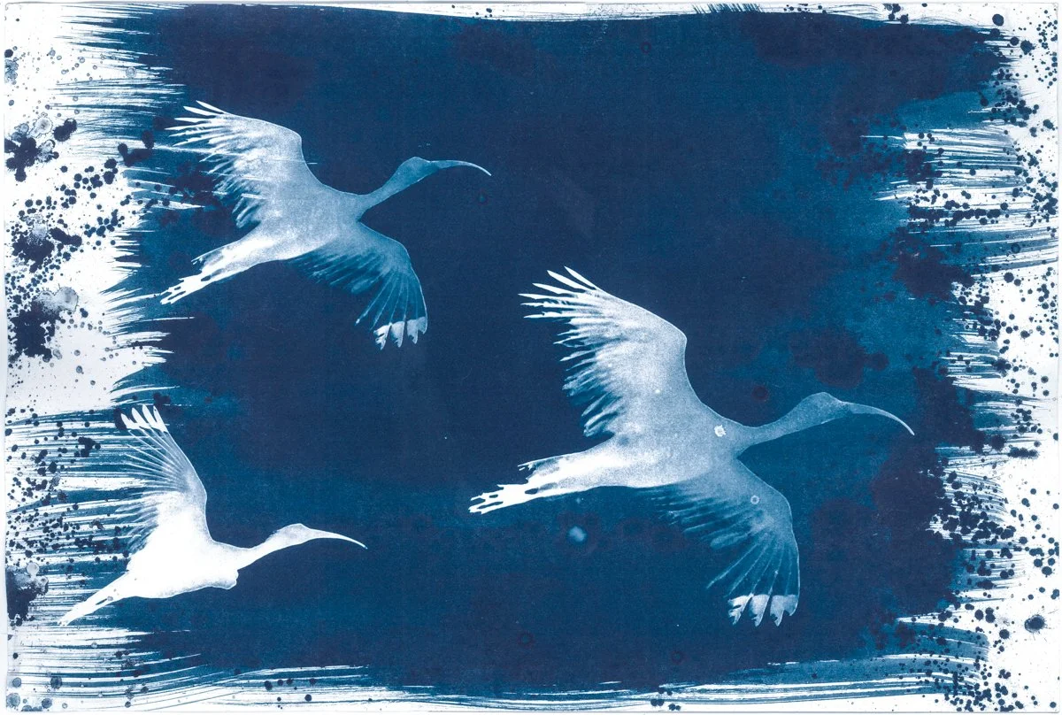 Cyanotype art image of three white ibis birds flying against a dark blue background with splashes and streaks of white and blue.