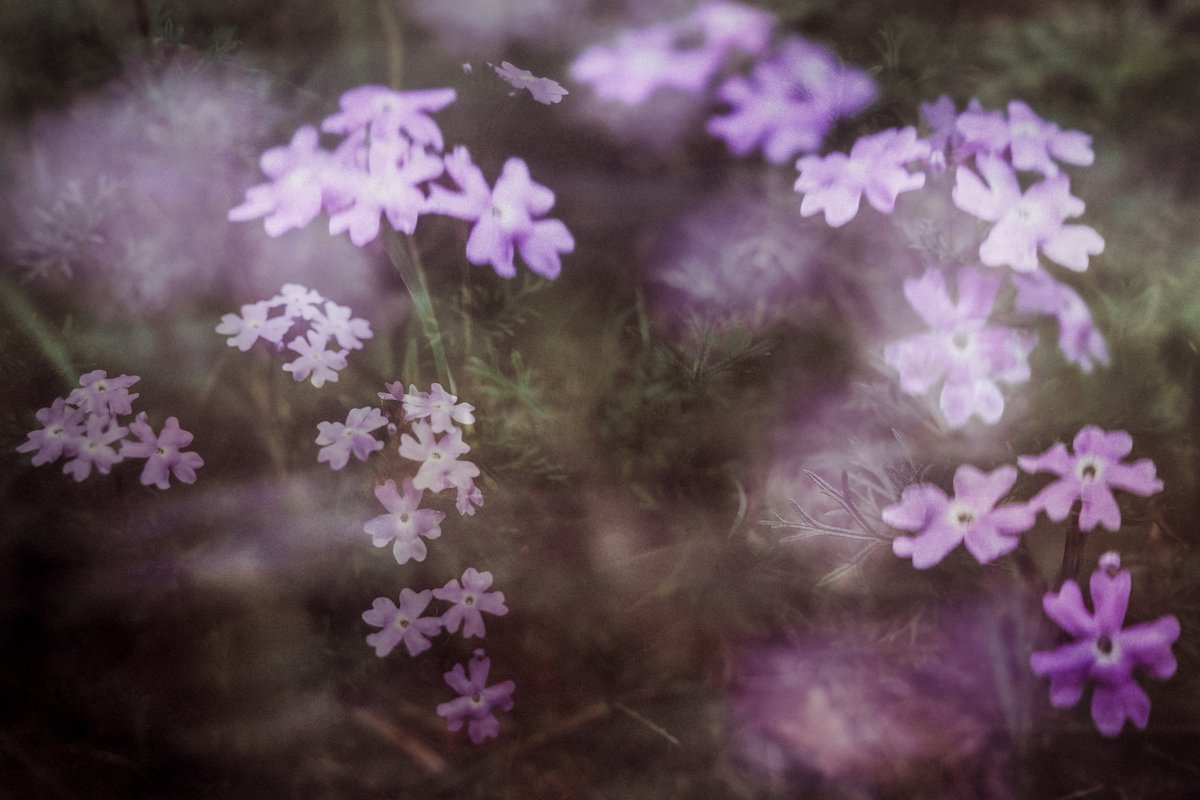 Georgia flowers—in-camera double exposure with intentional camera movement