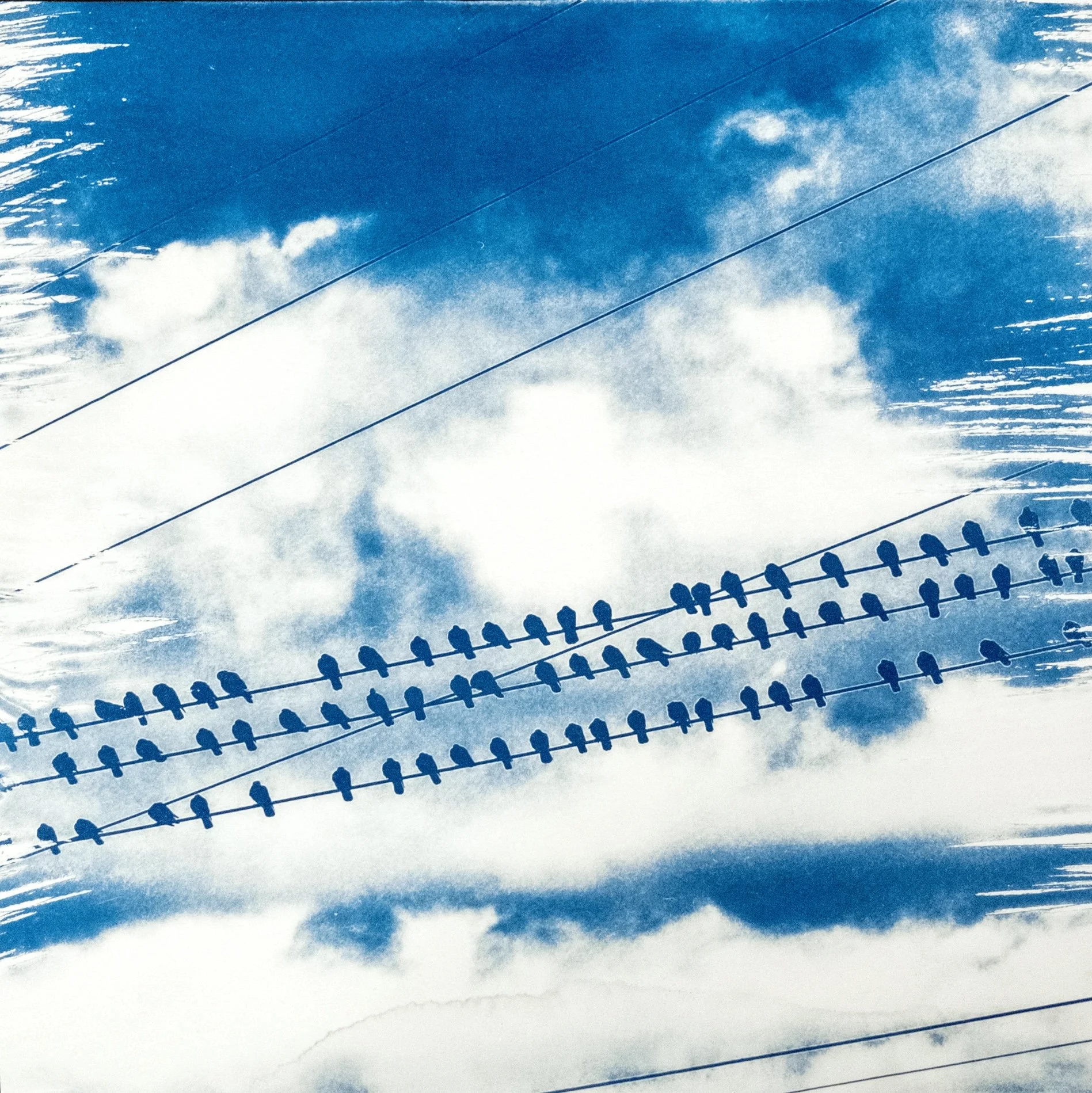 Cyanotype photos of silhouettes of birds sitting on power lines against a partly cloudy sky.