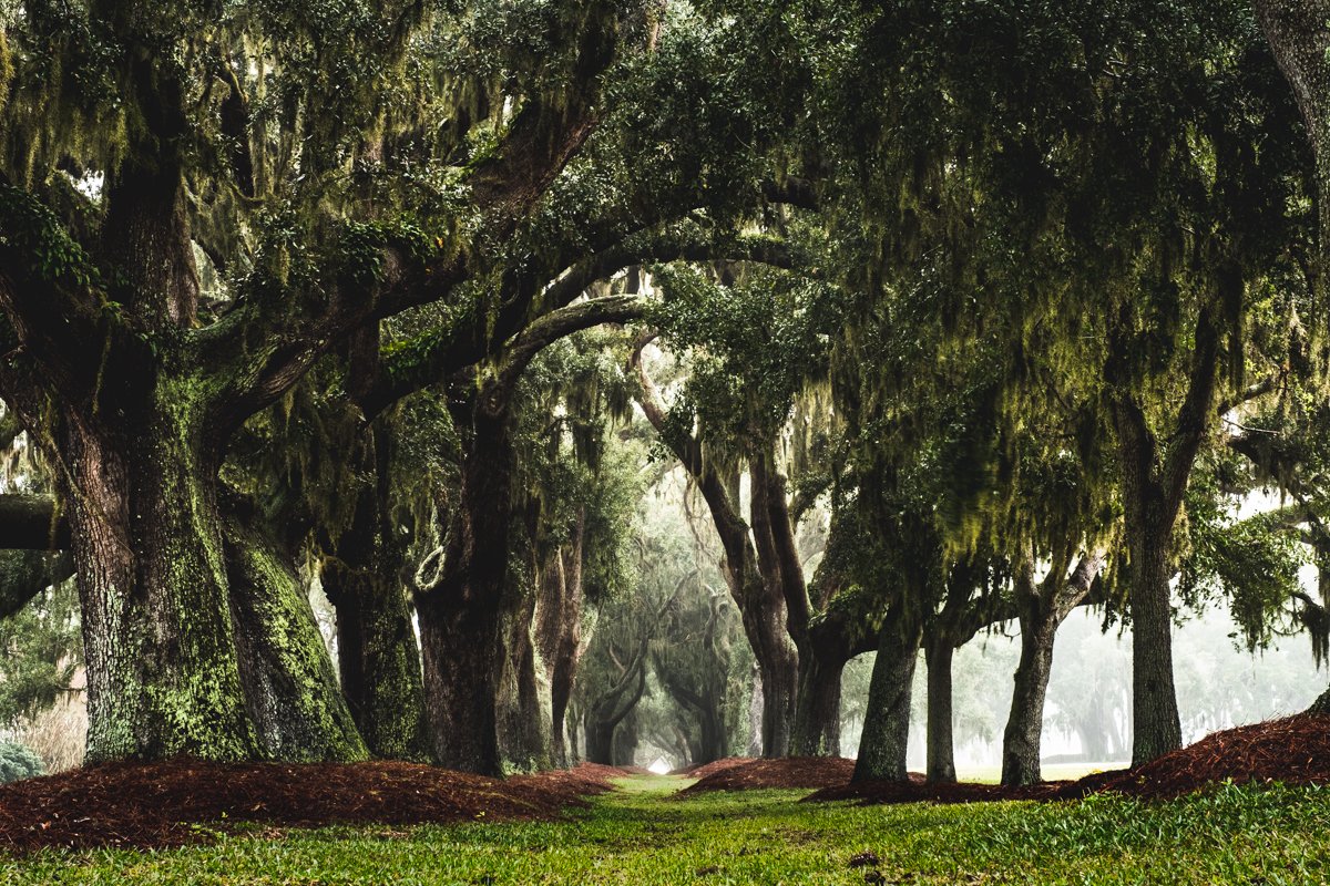 Avenue of the Oaks on a foggy morning, Saint Simons Island