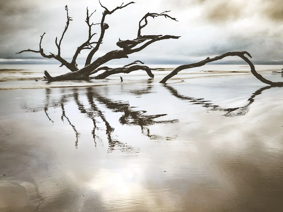 Cloudy morning on Driftwood Beach II
