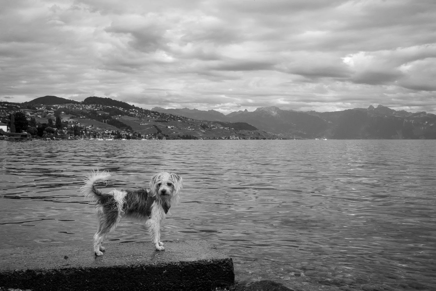 Dog, Vevey, 2026