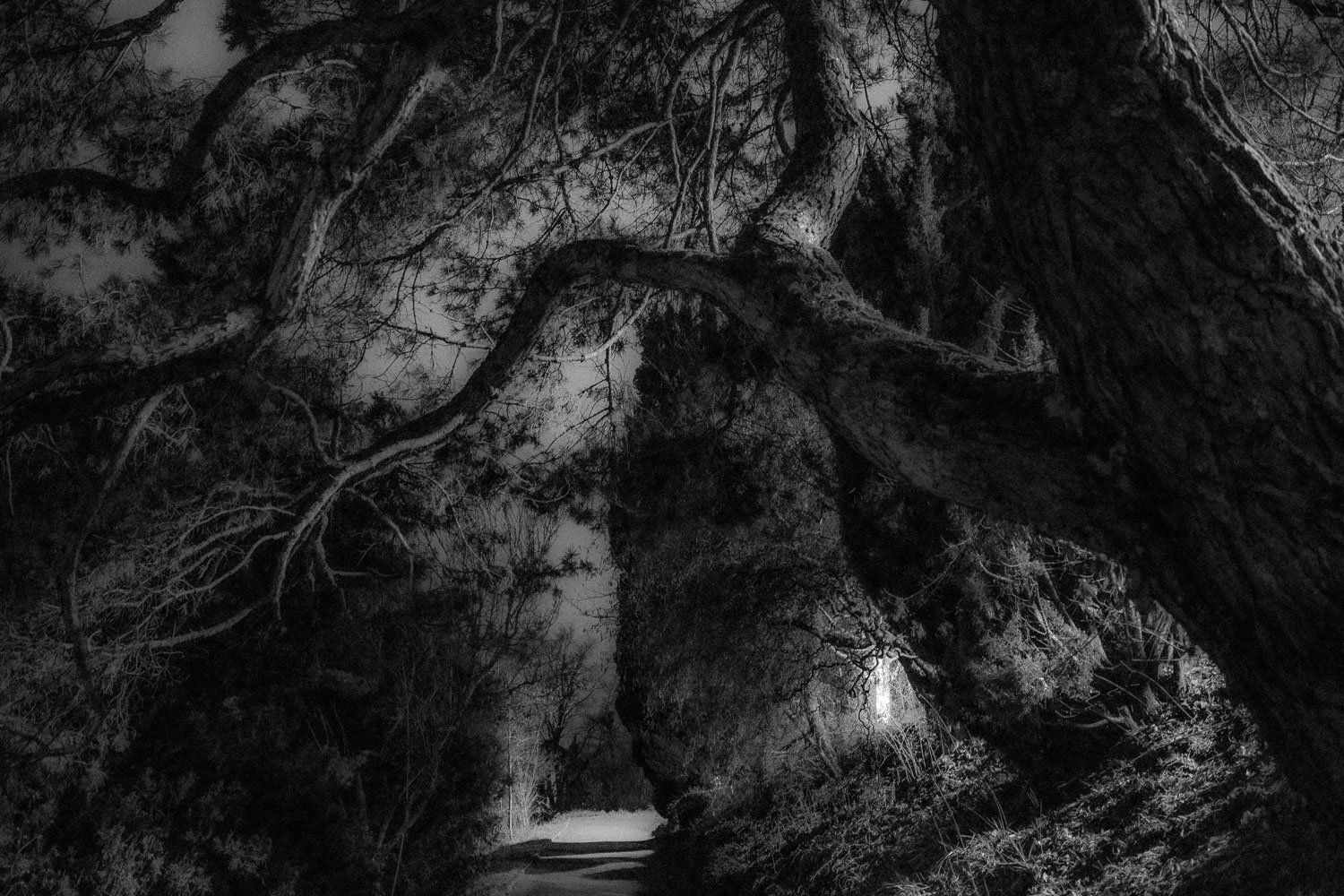 Promenade Jean-Jacques Mercier by moonlight, Lausanne, 2024