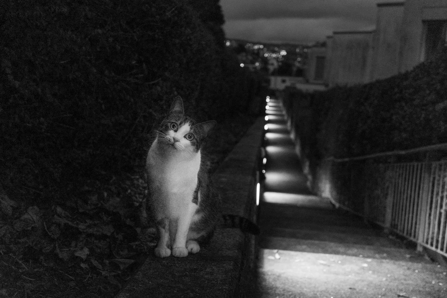 Cat posing near Chemin de Fantaisie, Lausanne, 2025
