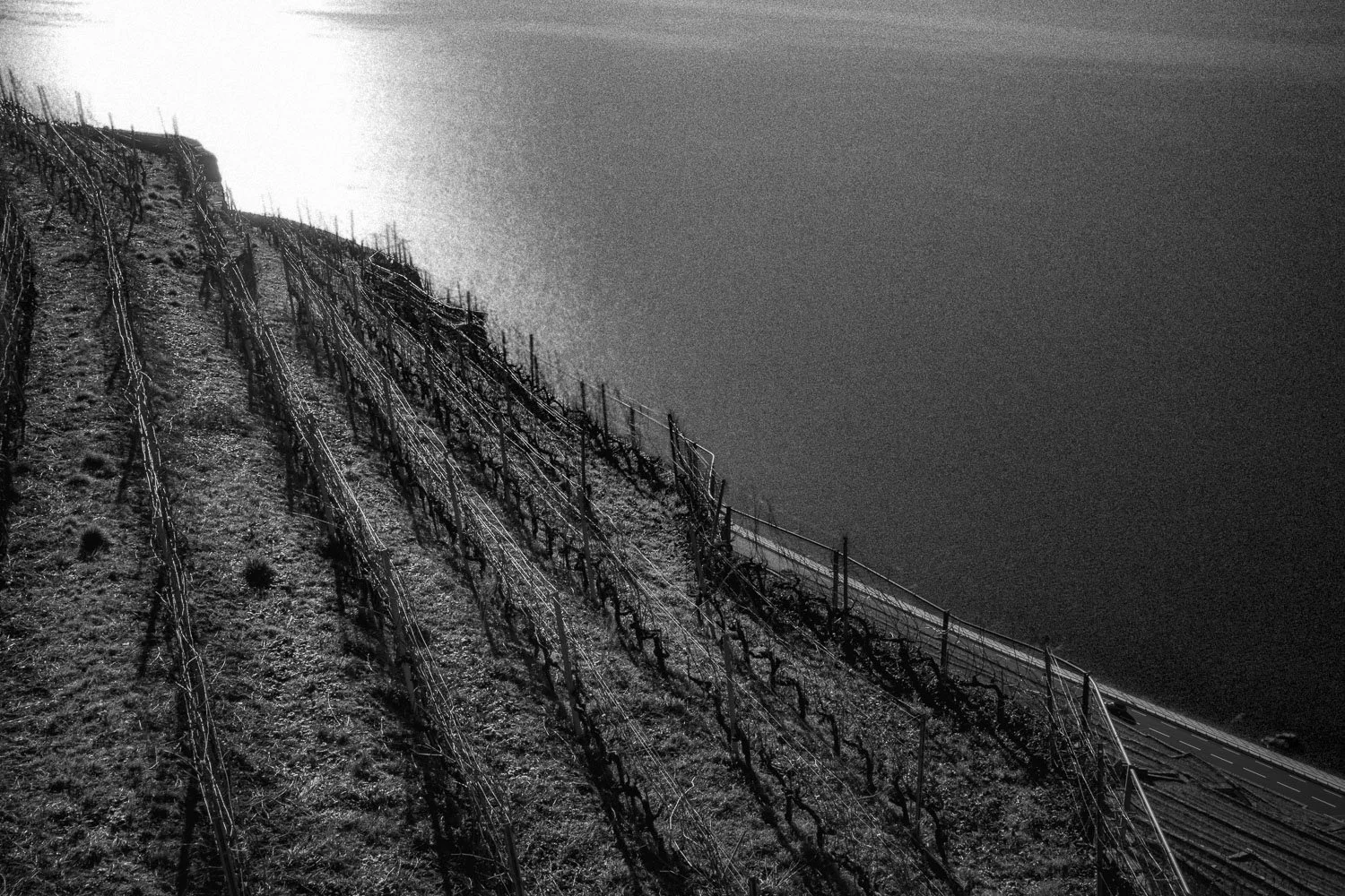 Lavaux vineyards and Lake Léman, Lausanne, 2024