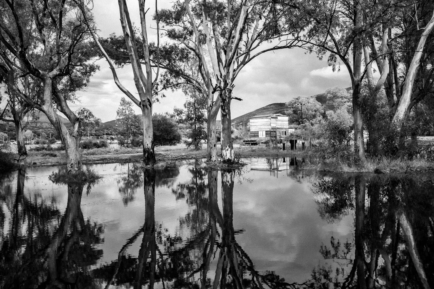 Trees at Drepano Beach, Igoumenitsa, 2024