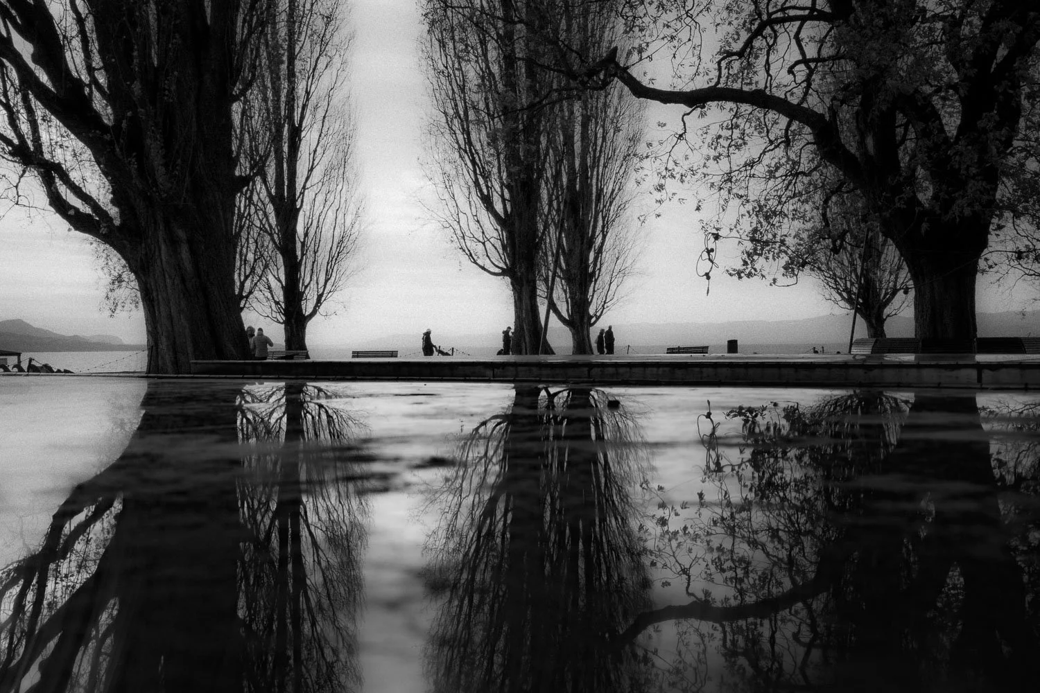 Arbres vers la plage de Lutry, Lausanne, 2024