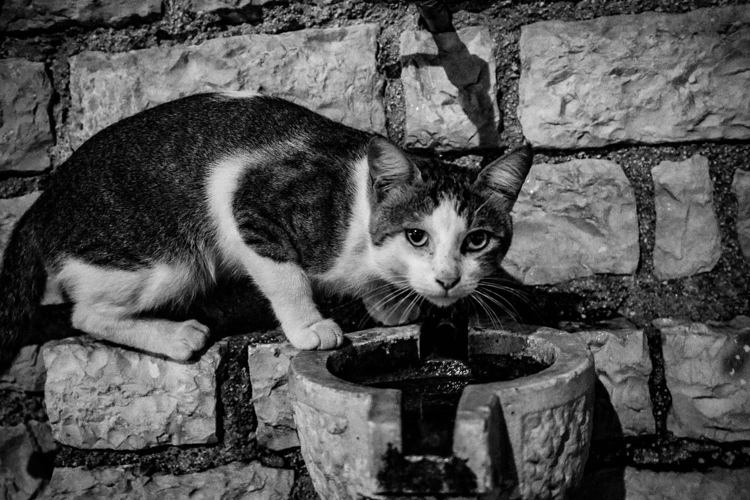 Suspicious cat, Igoumenitsa, 2024