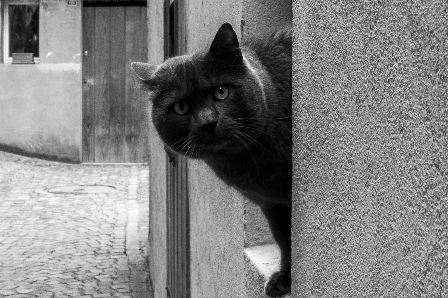 Curious Cat, Lausanne, 2025