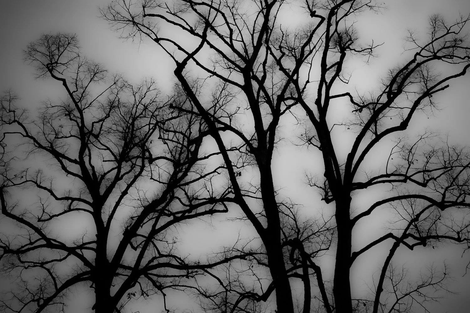 Winter trees bare, Lausanne, 2024