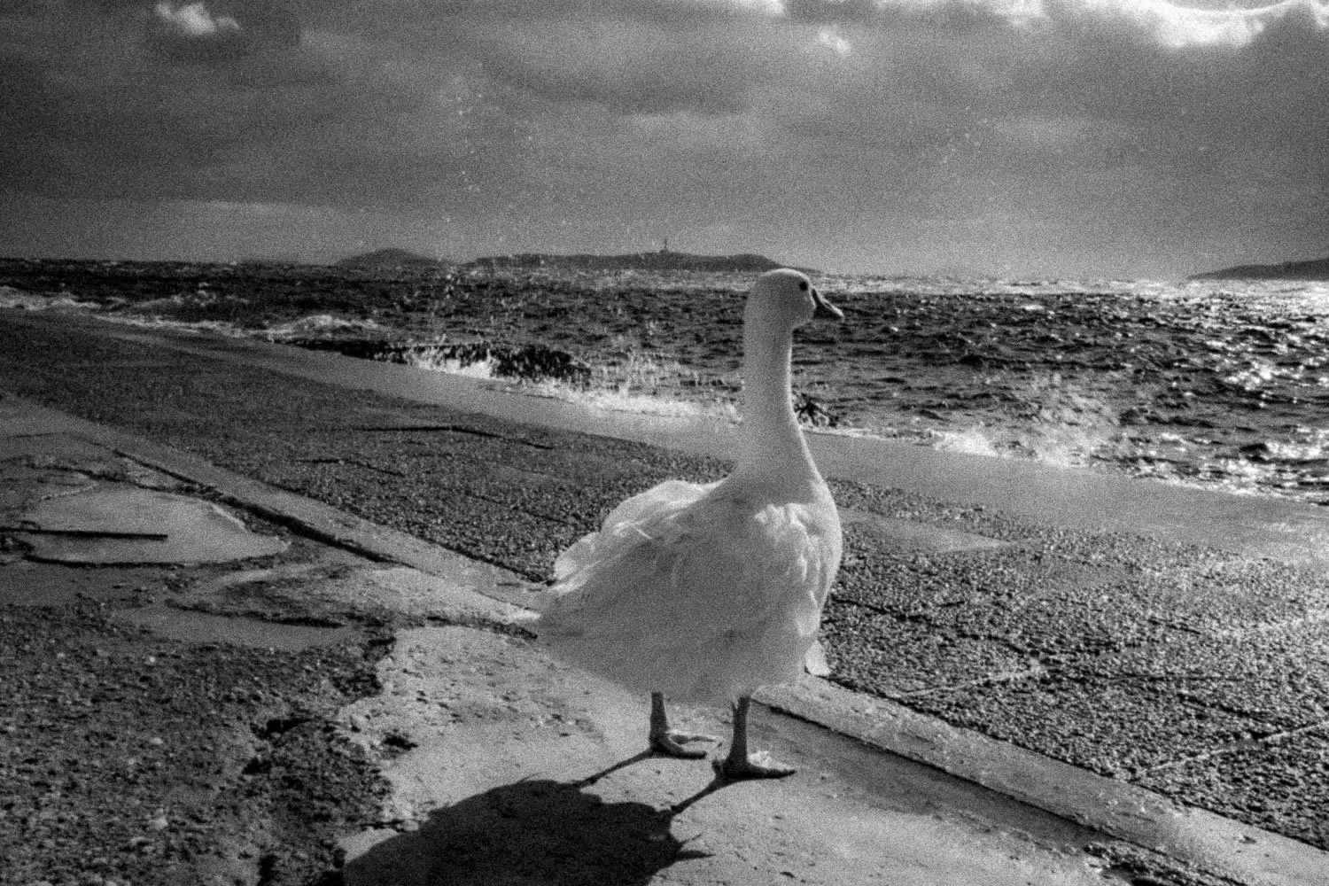 Daydreaming duck, Syros, 2024